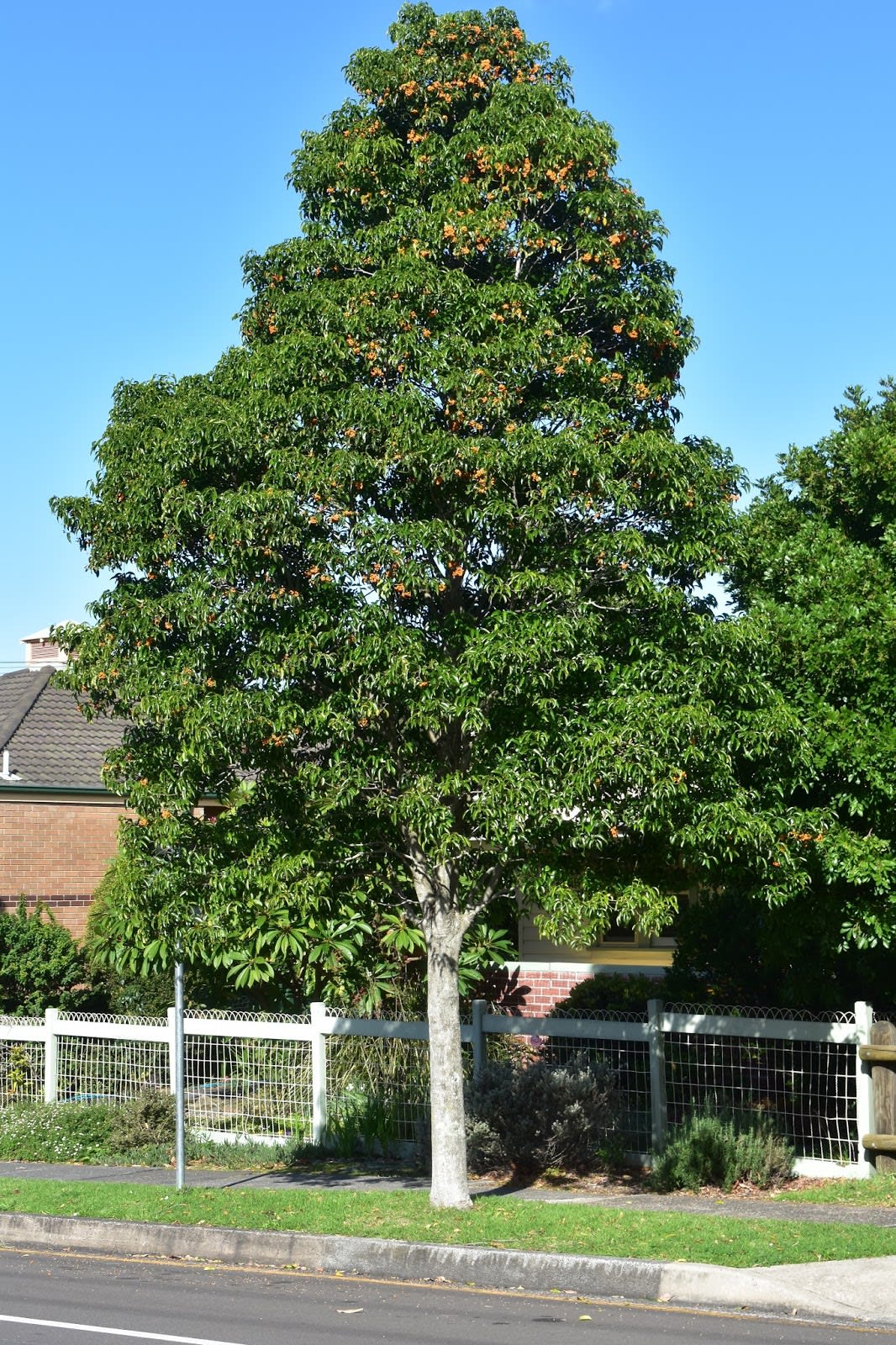 The Emmenosperma alphitonioides, or Bonewood or Yellow Ash, is a handsome though uncommon tree of the region. It's in fruit right now (May). Image by Emma Rooksby.