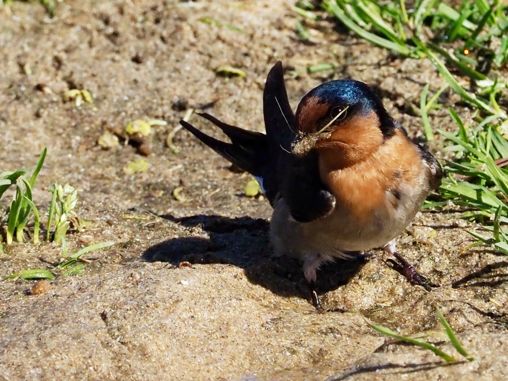 Backyard Zoology: Welcome Swallows  post image