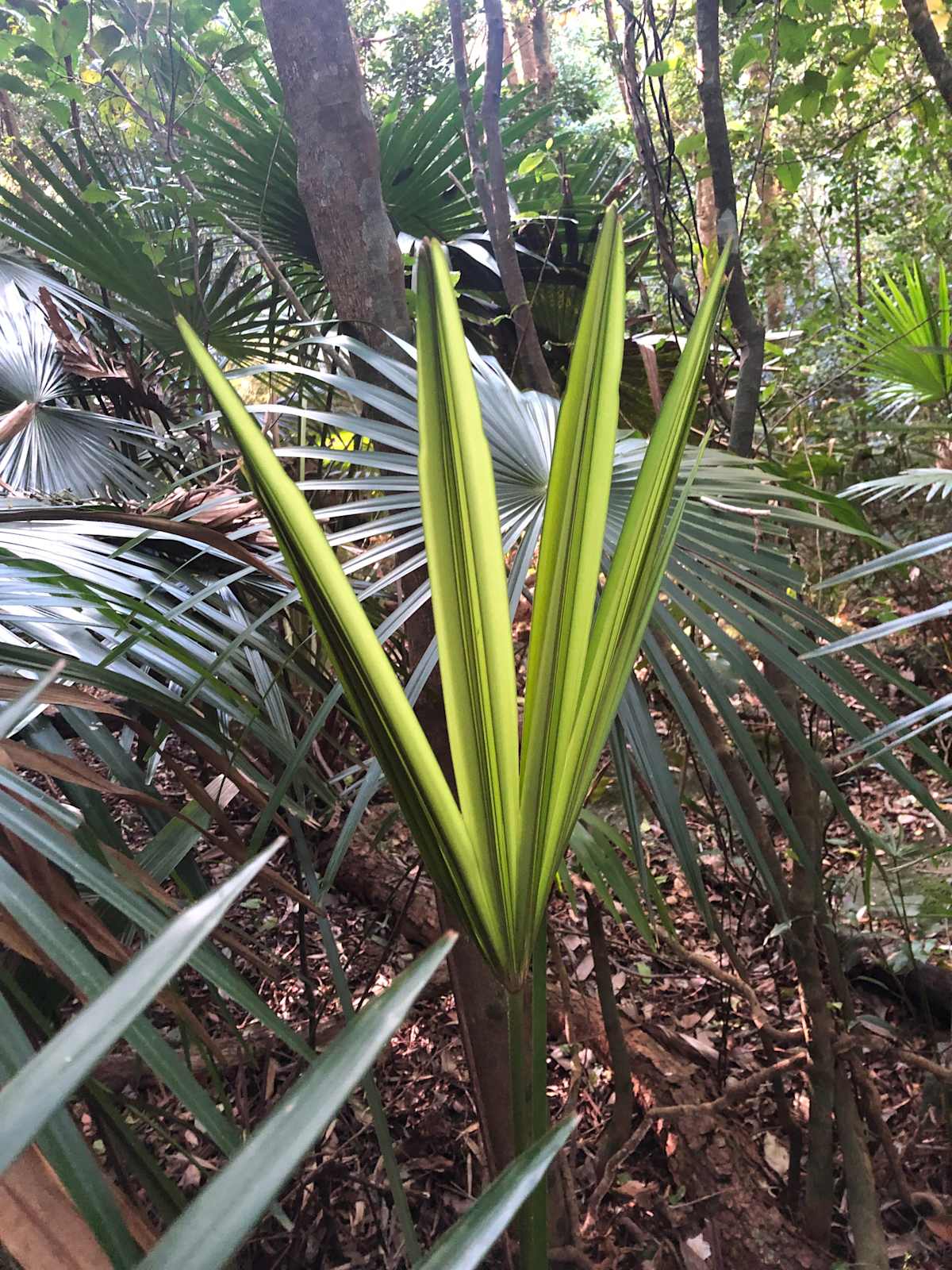 Developing and mature Cabbage Palm leaves, showing the round shape and the many segments of the leaf. Image by Emma Rooksby.