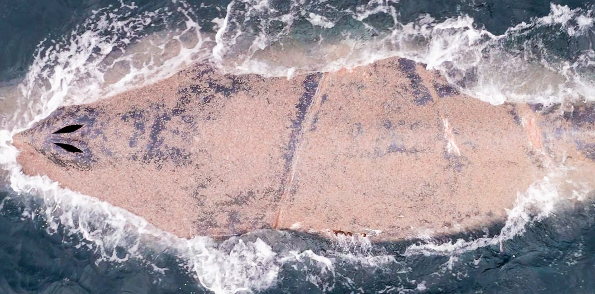 Freed whale sickens, as entanglement takes a toll 
												post image