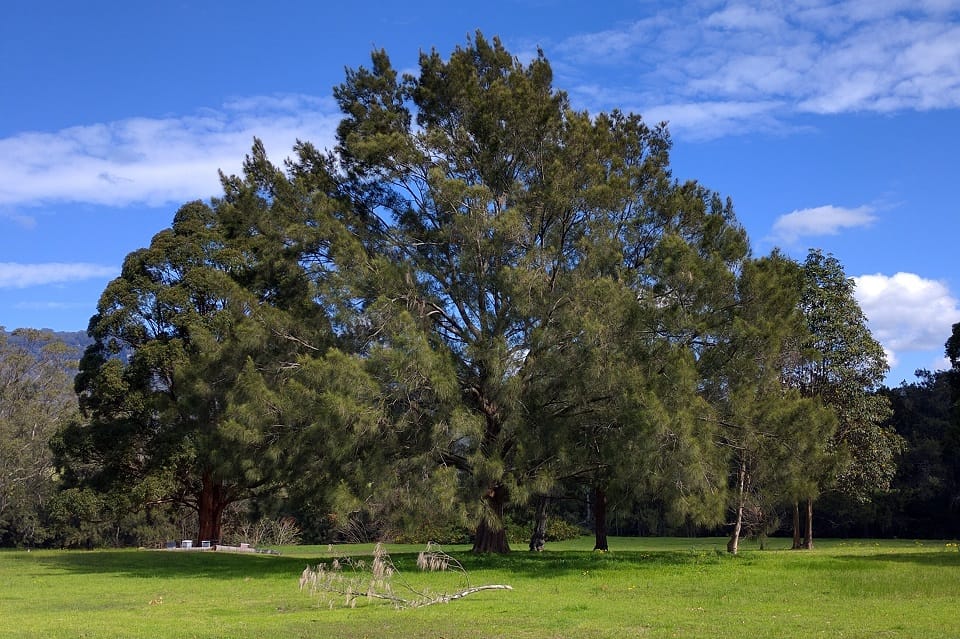 Good plants for creeks