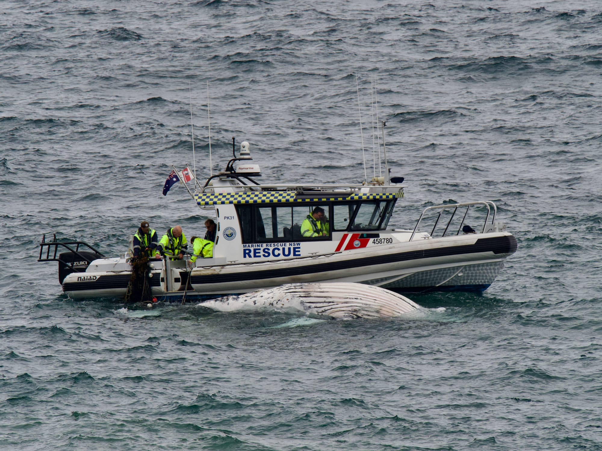 Beaches close and debate reignites after whale entangled in shark nets dies off Coledale 
												post image
