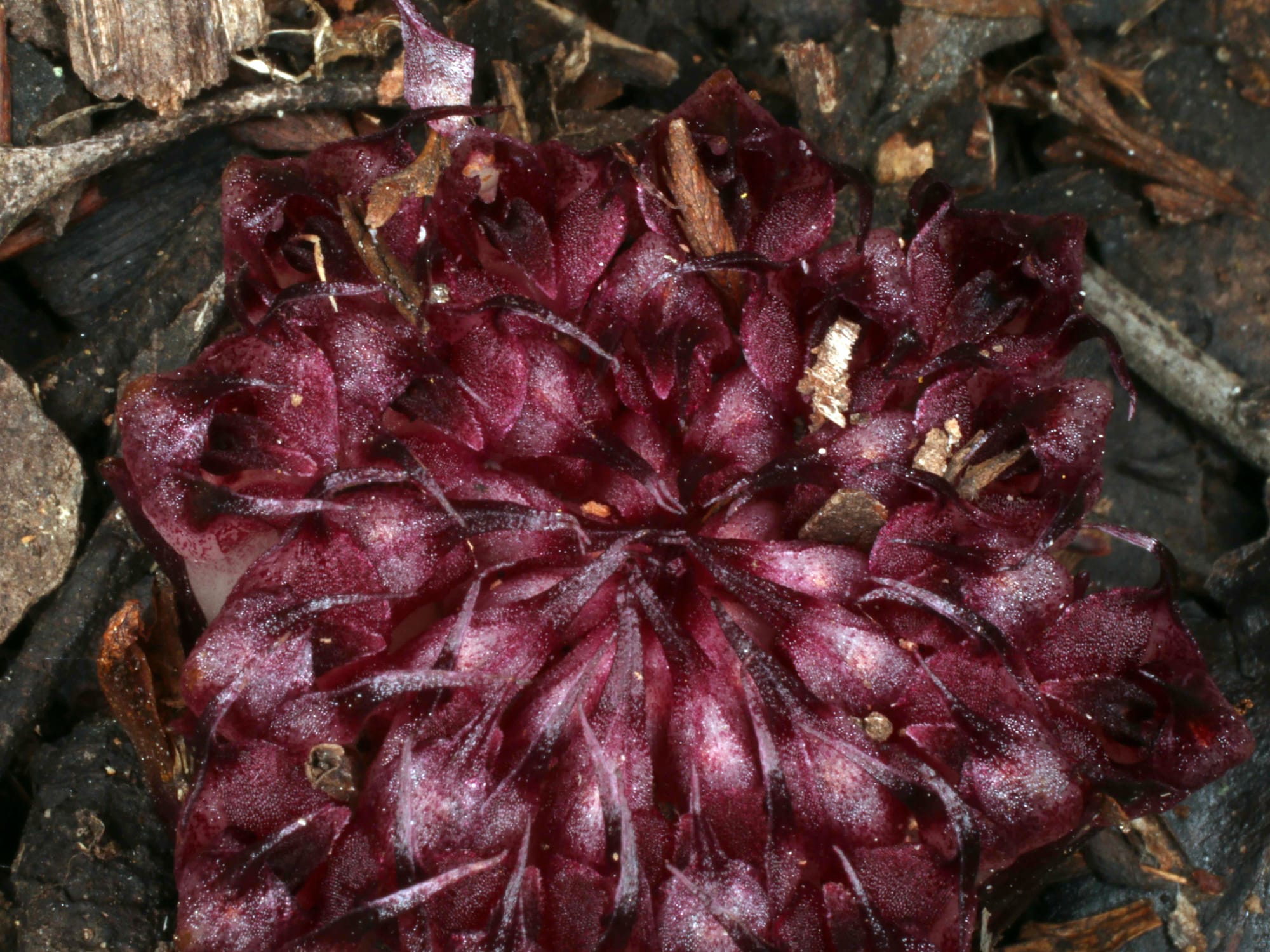 The amazing Underground Orchid