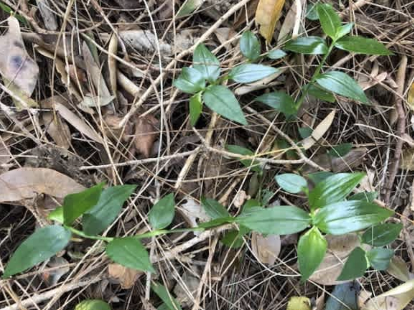 Local lookalikes: One's a weed, the other a native groundcover