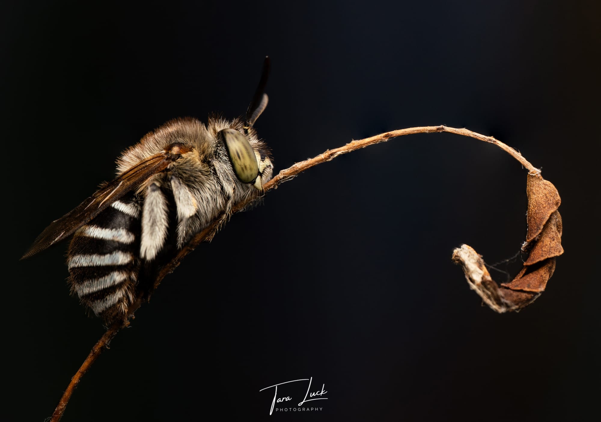 Zoom in on Tara Luck's photography 
												post image
