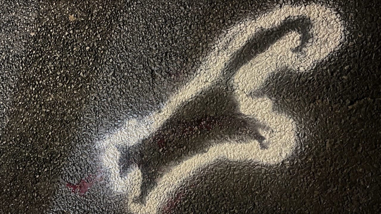 WIRES calls for study as wildlife toll rises on escarpment backroads 
												post image