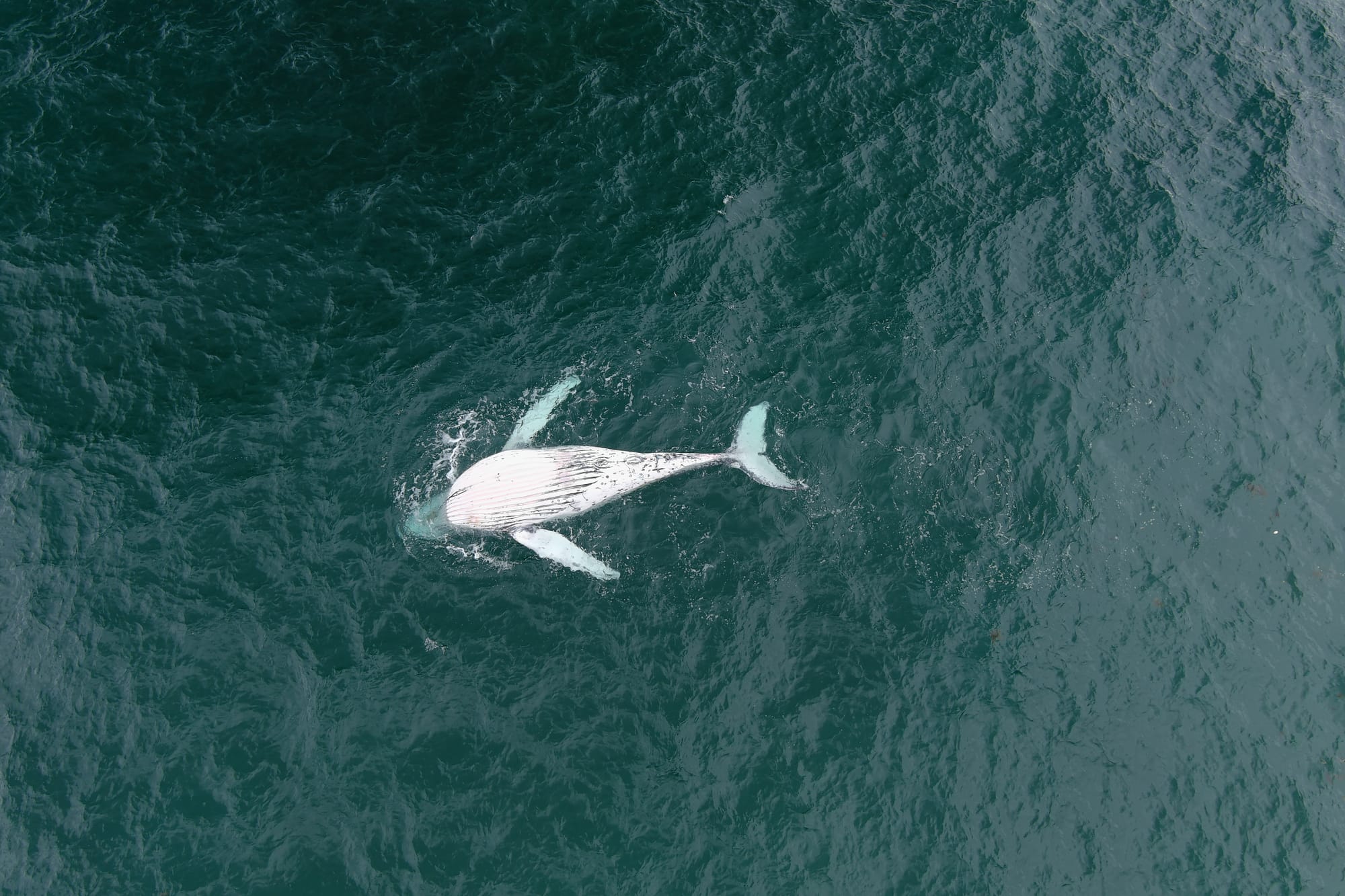 Whale death by 'outdated technology' to cost city of innovation a tonne 
												post image