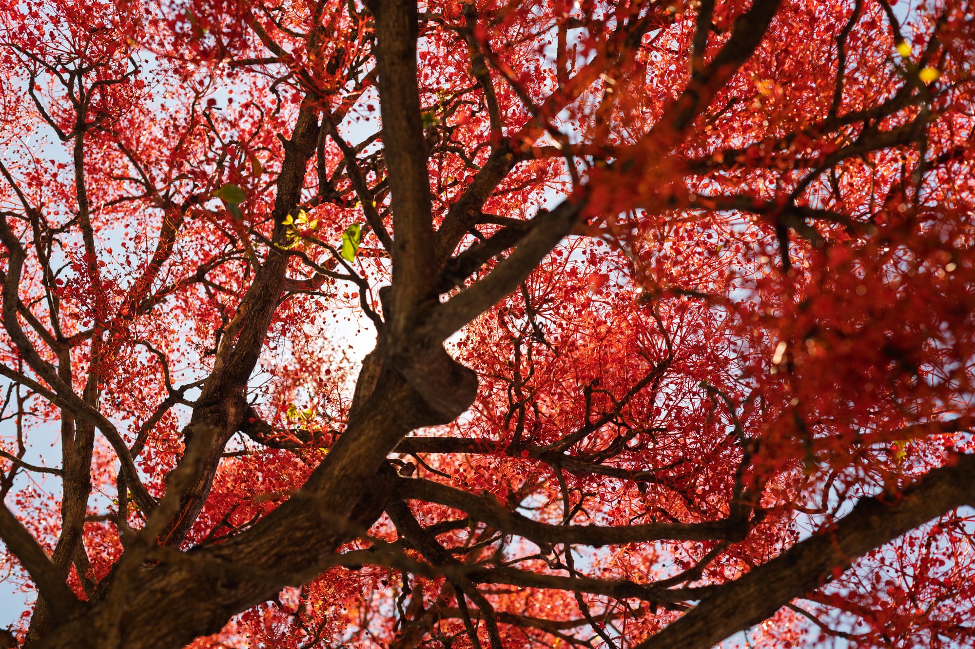 How the Illawarra Flame Tree got its (English, common) name 
												post image