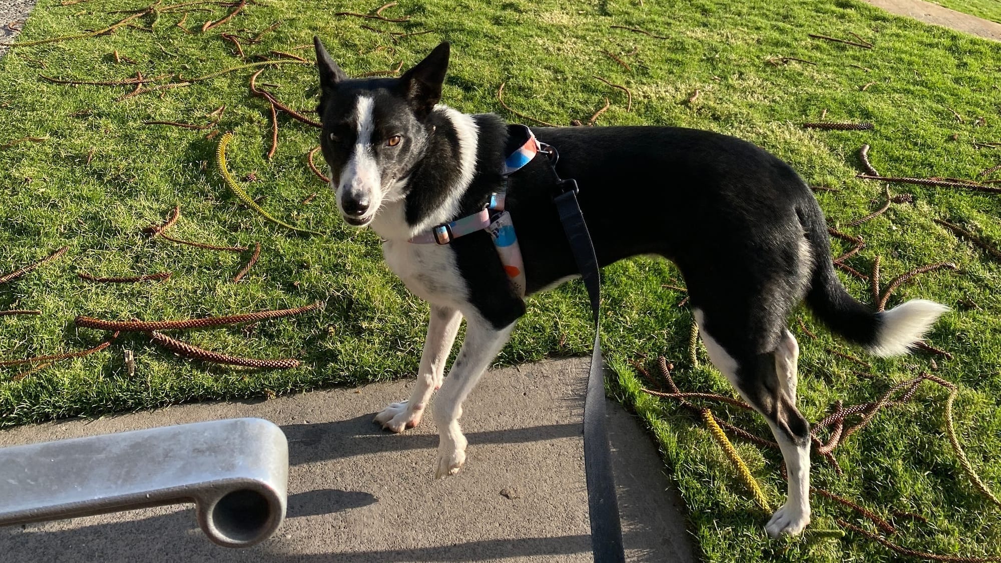 Northern Illawarra needs more dog parks 
												post image