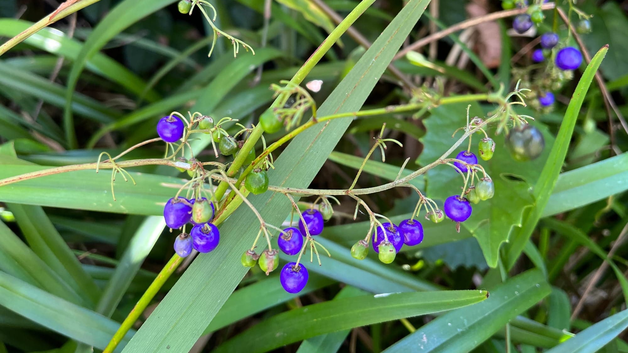 The Return of Berry Picking in Jujinbellily 
												post image