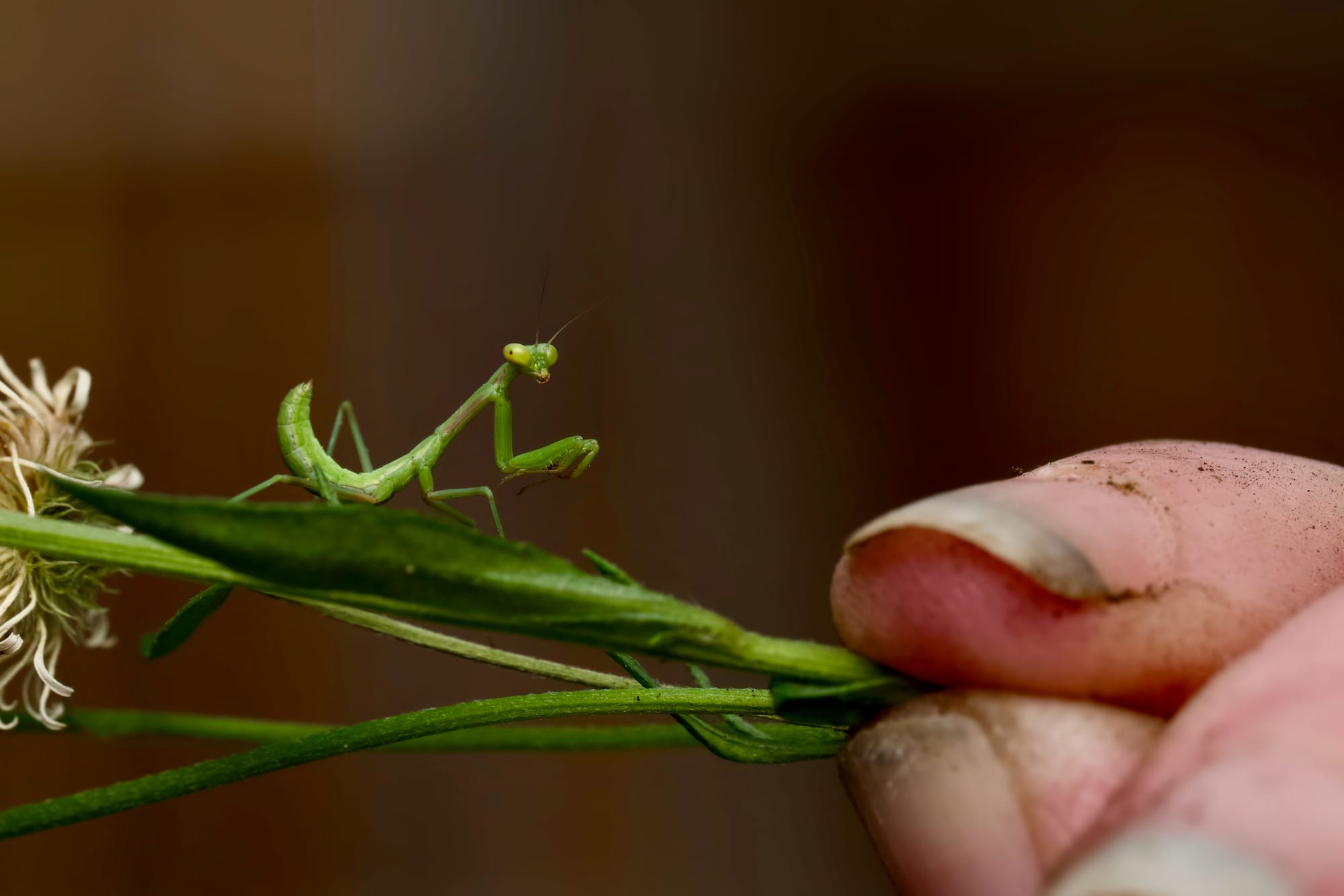 New Bugs in My Backyard Week launches 
												post image