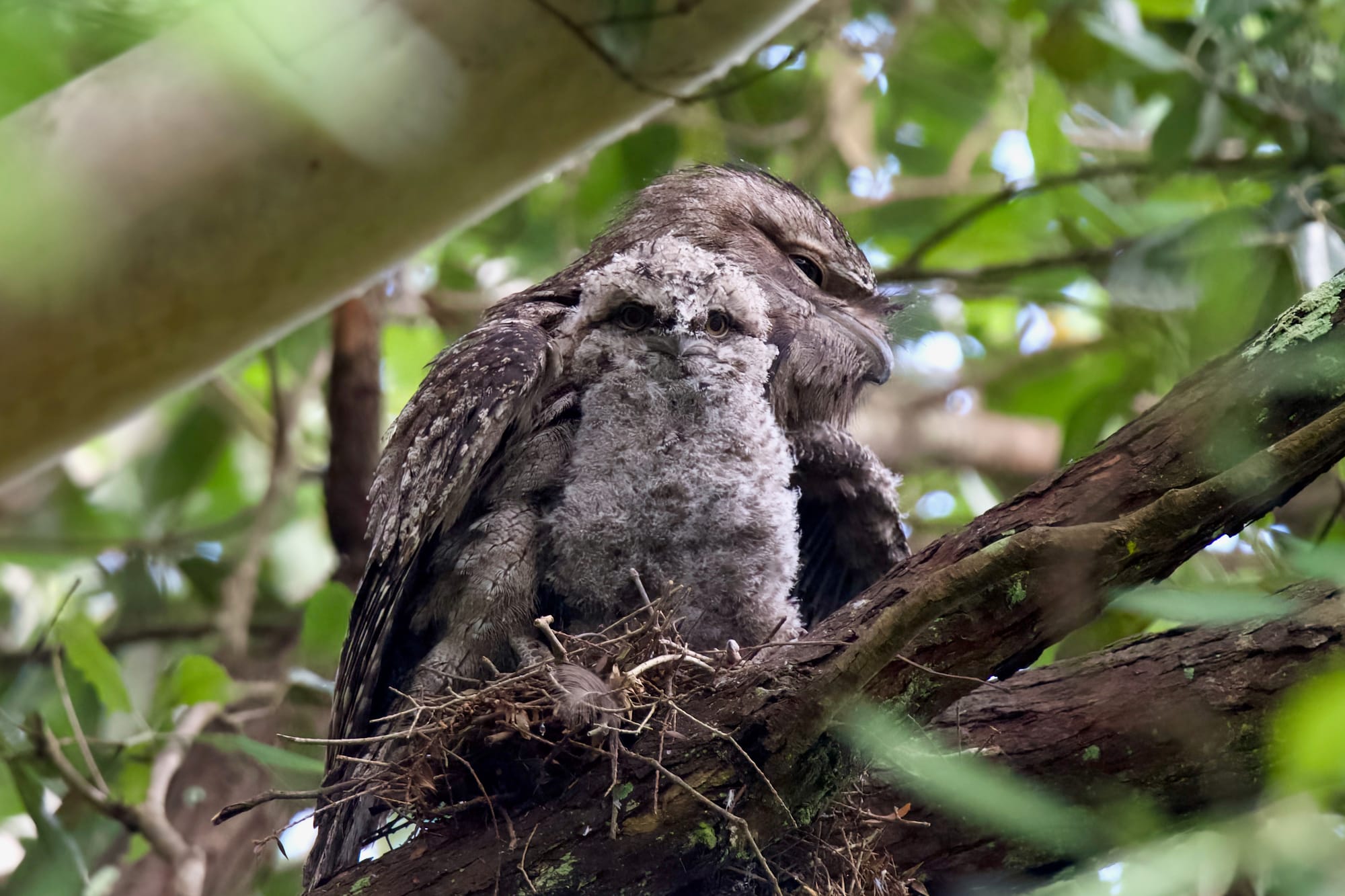 It's official, the Tawny Frogmouth is Australia's favourite bird 
												post image