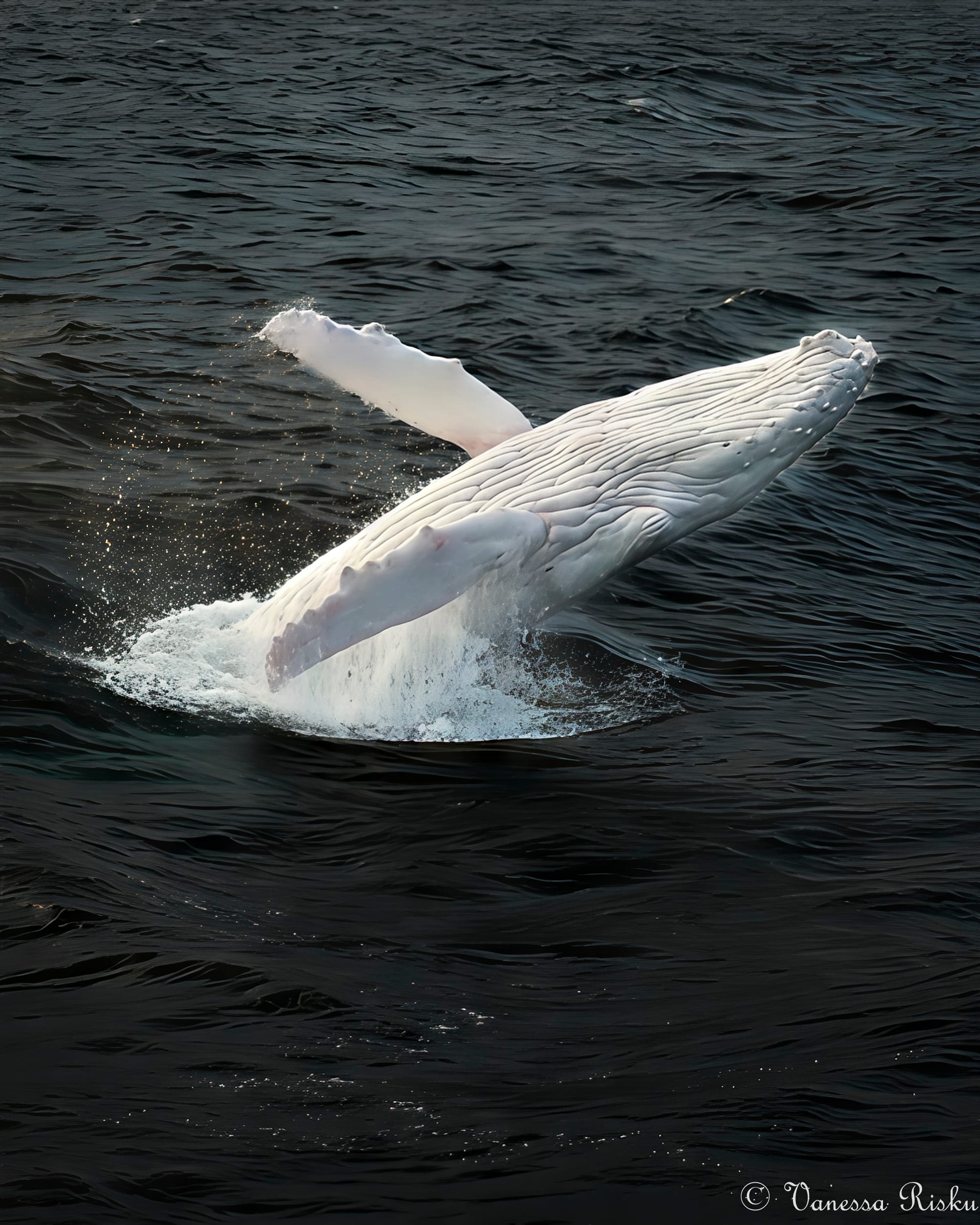 A rare white whale has ended a controversial season with a spark of hope 
												post image