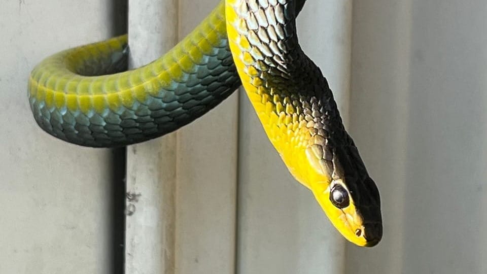 Snakes – Our Unsung Aussie Heroes! 
												post image