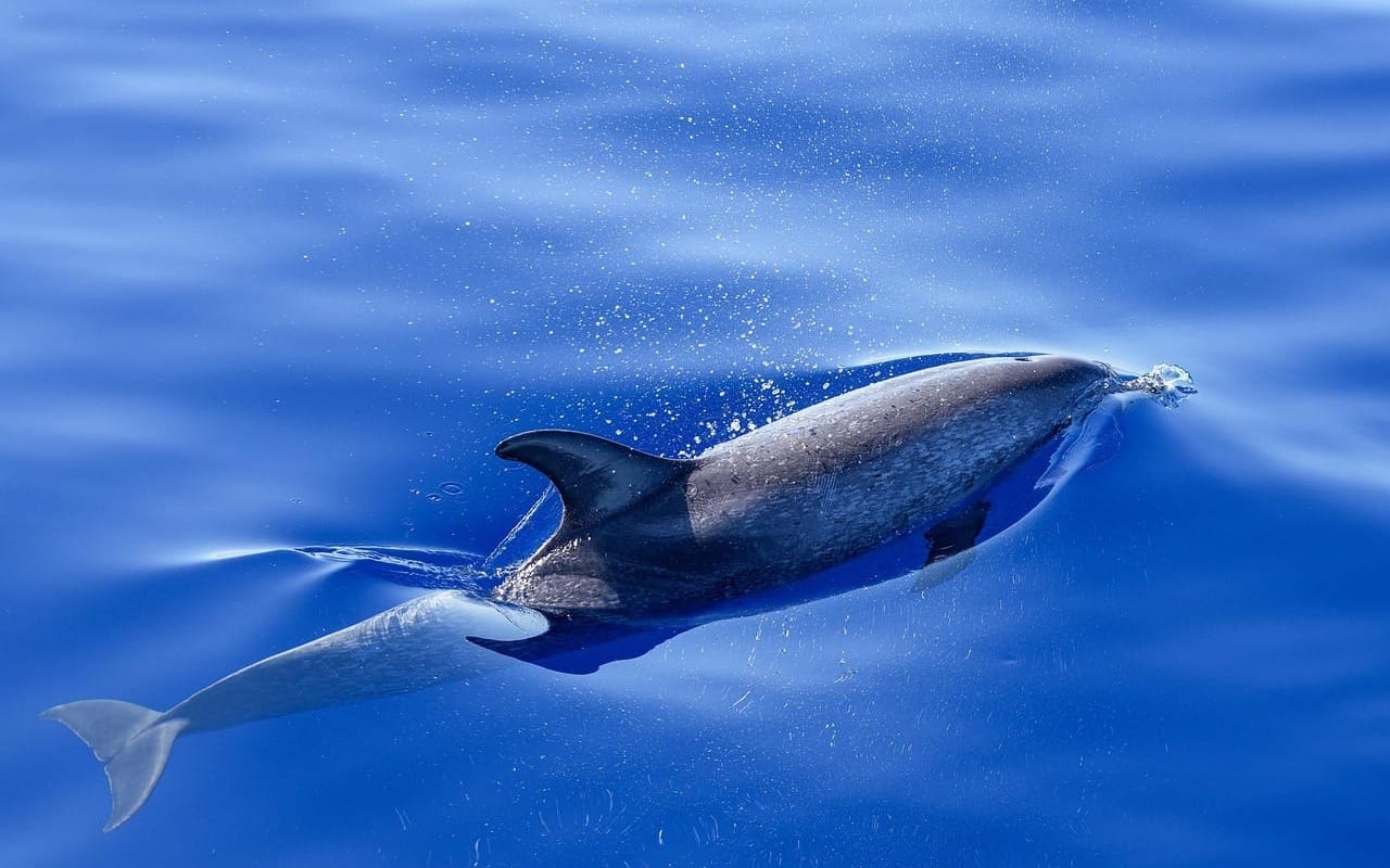 ‘Forever chemicals’ contaminate more dolphins and whales than we thought – new research 
												post image