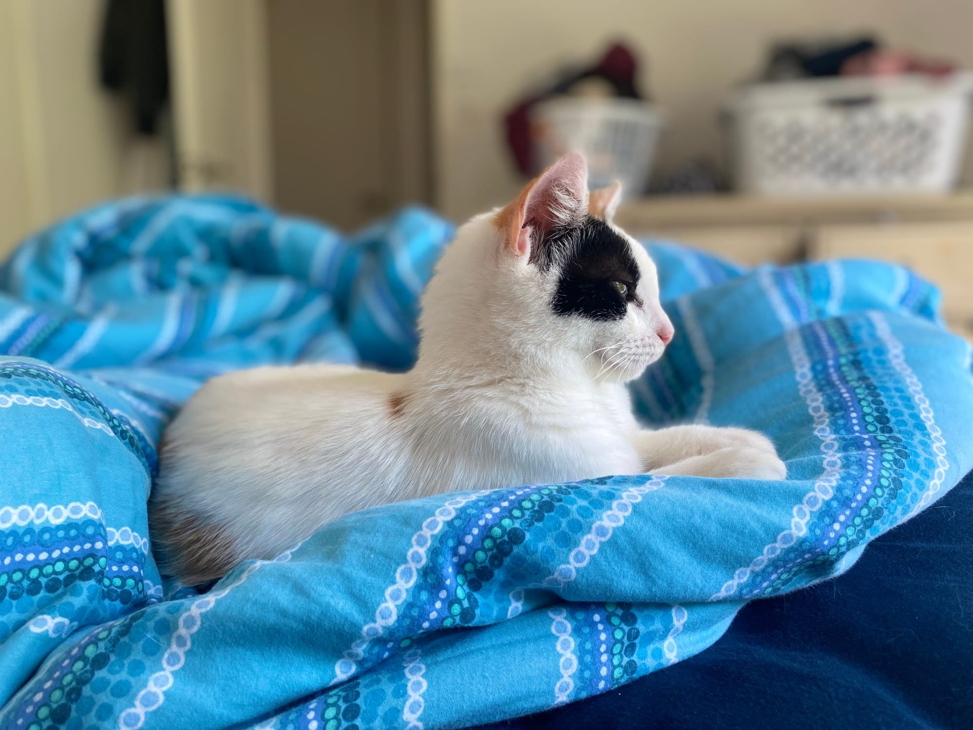 Thinking about a pet for Christmas? Think hard! 
												post image