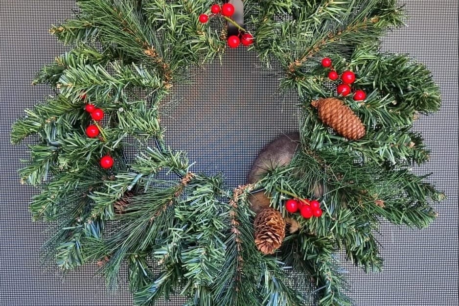 WIRES issues native wildlife alert ahead of NYE fireworks 
												post image