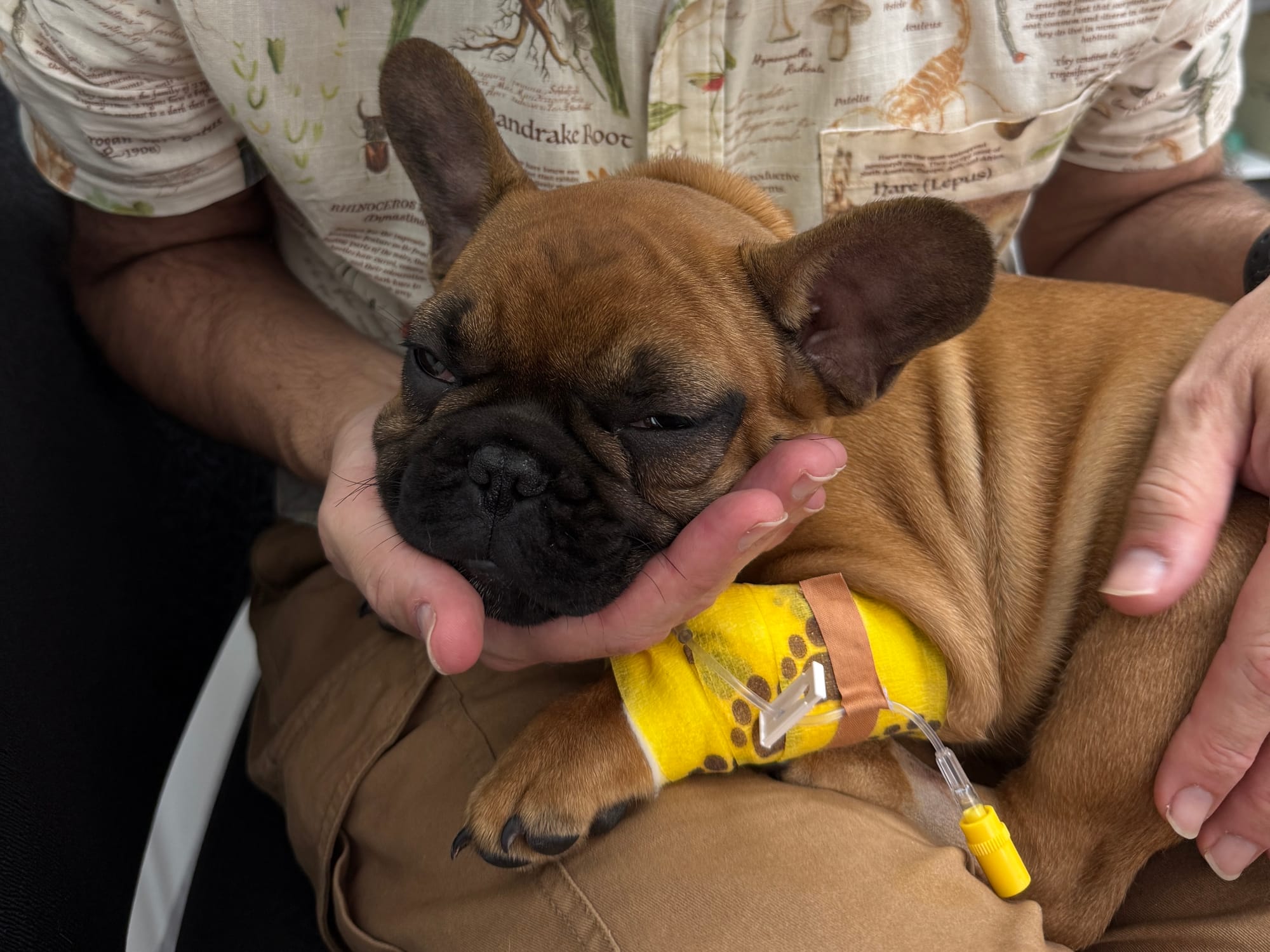 The common garden tree that is uncommonly toxic to dogs 
												post image