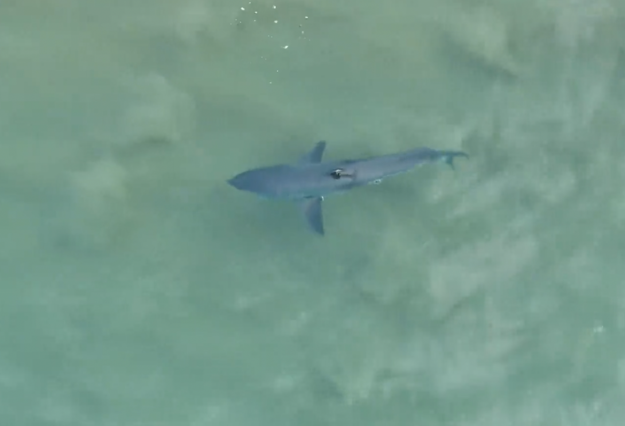 If a shark station pings, does it close the beach? 
												post image