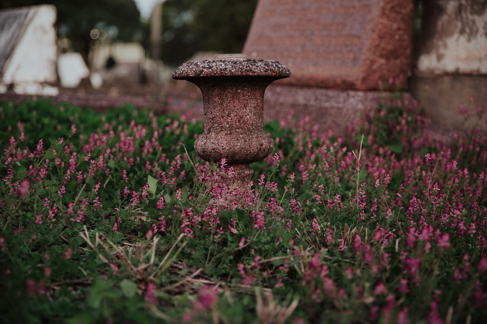 Friends plot to bring bursts of life to a place of rest 
												post image