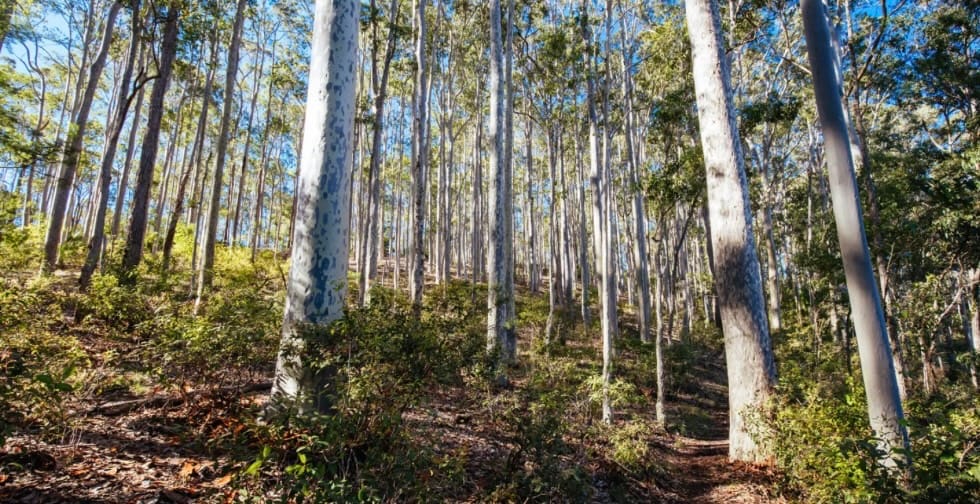 Bold plan to create the biggest national park in NSW gets local Greens backing 
												post image