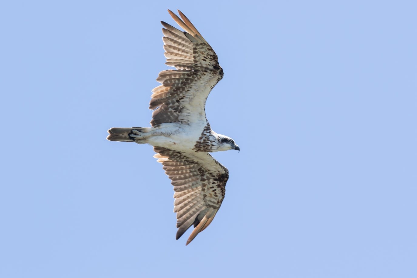 March's bird of the month is the osprey 
												post image