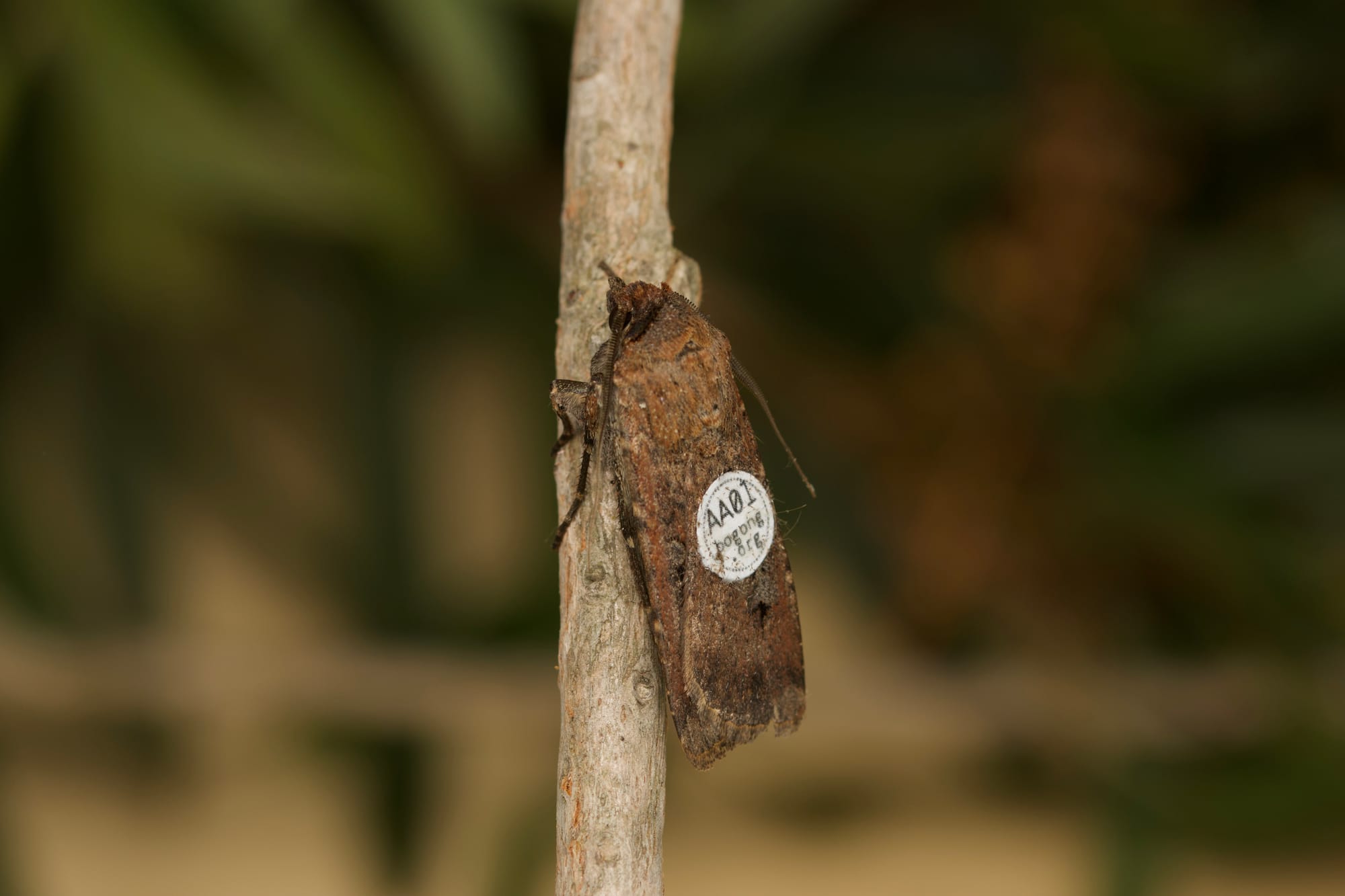 Tiny tags, big journey: tracking bogong moths 
												post image