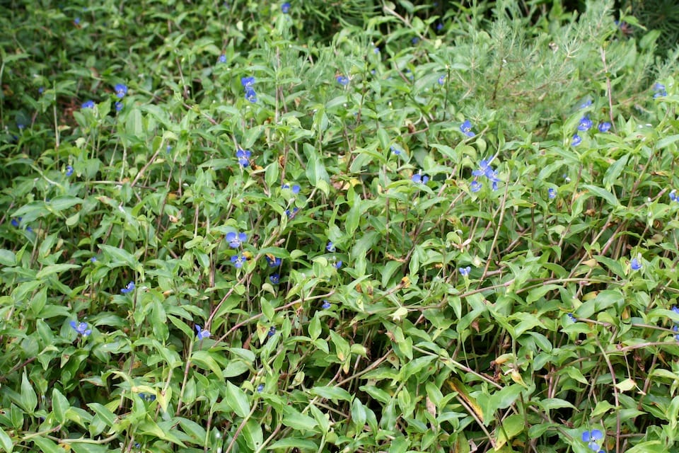 Scurvy Weed (Commelina cyanea) a common ground cover across coastal eastern Australia, and widespread in the Illawarra region. It spreads rapidly, forming dense low carpets in suitable conditions, and has persistent roots. Image by Emma Rooksby.  