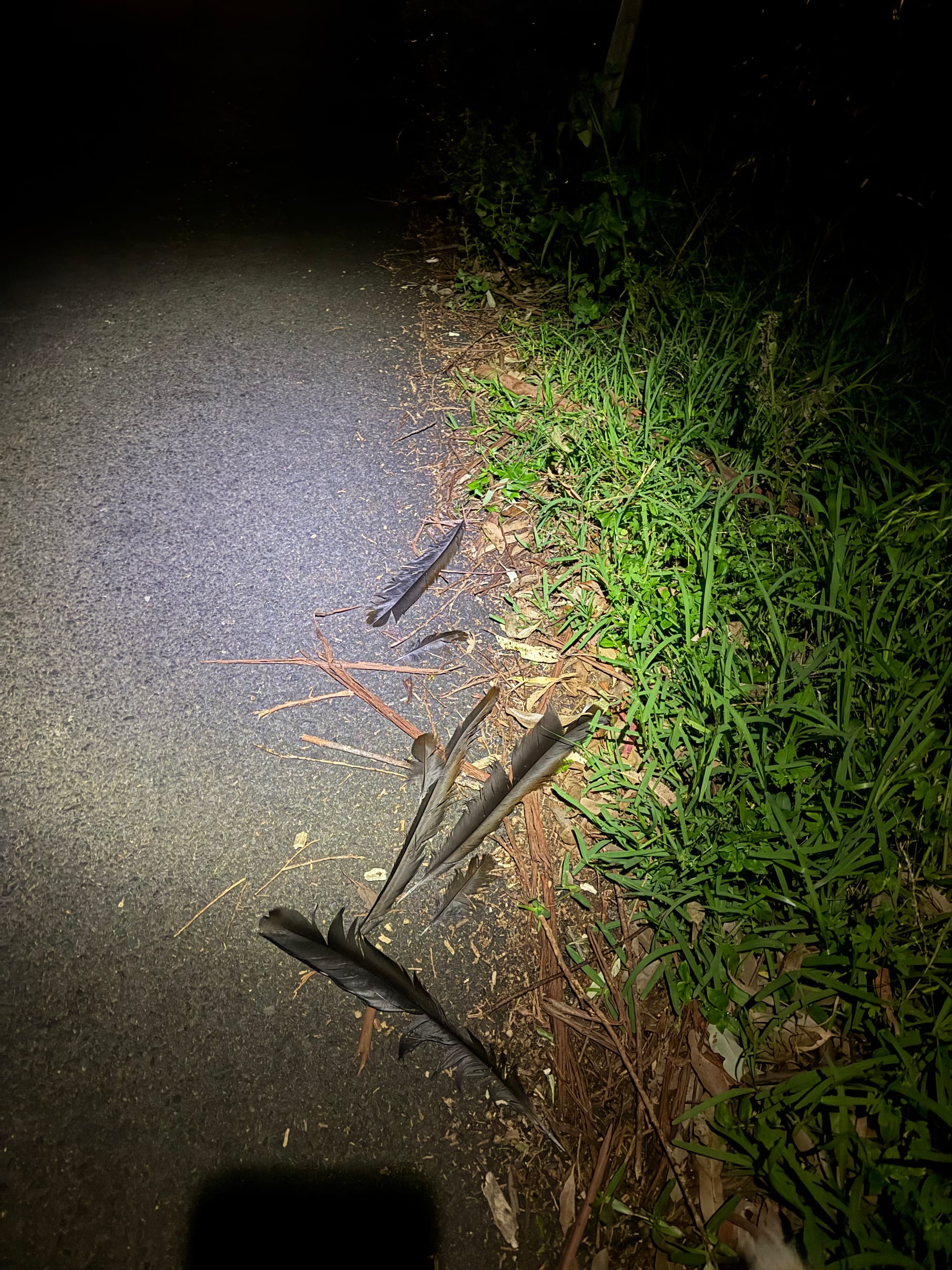 Second lyrebird wiped out on Buttenshaw Drive, bush silent, residents gutted 
												post image