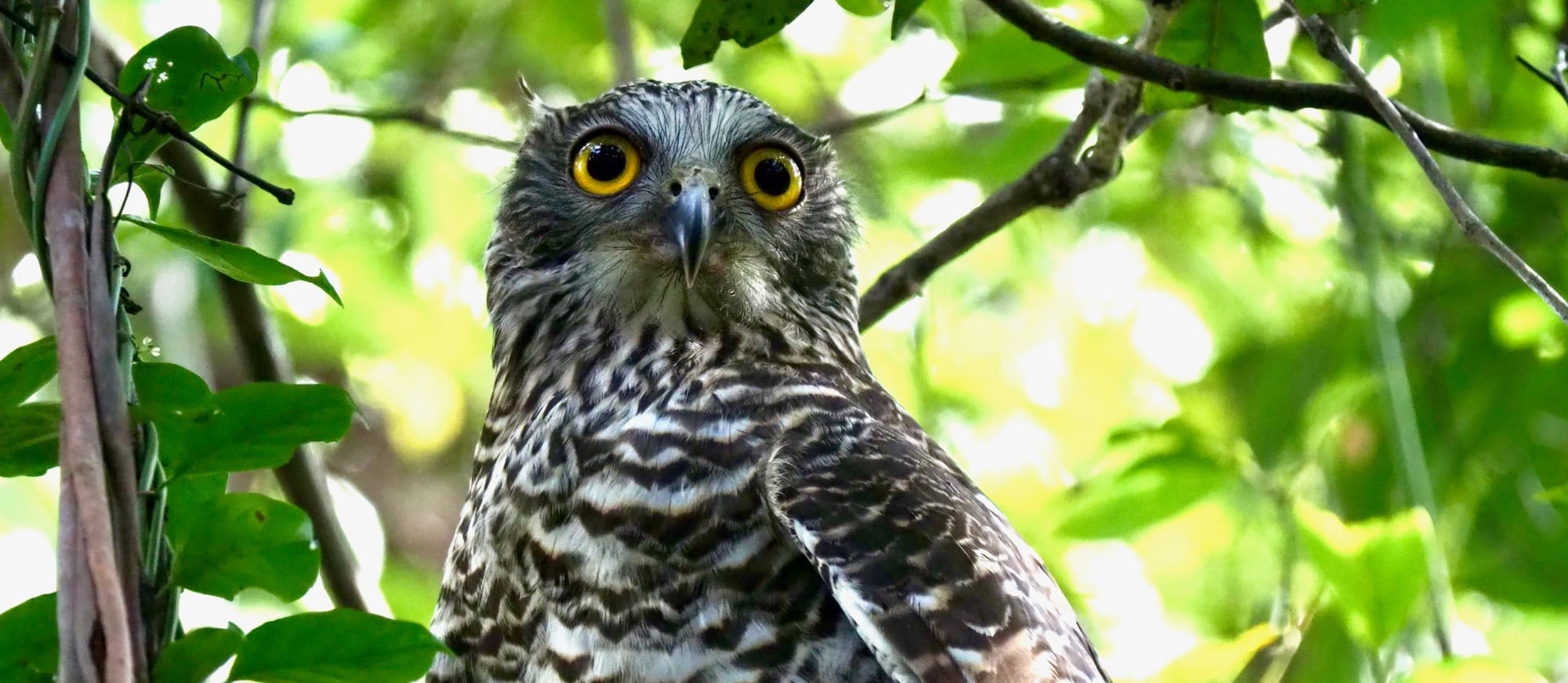 Rat poison is killing off rodents' natural predators 
												post image