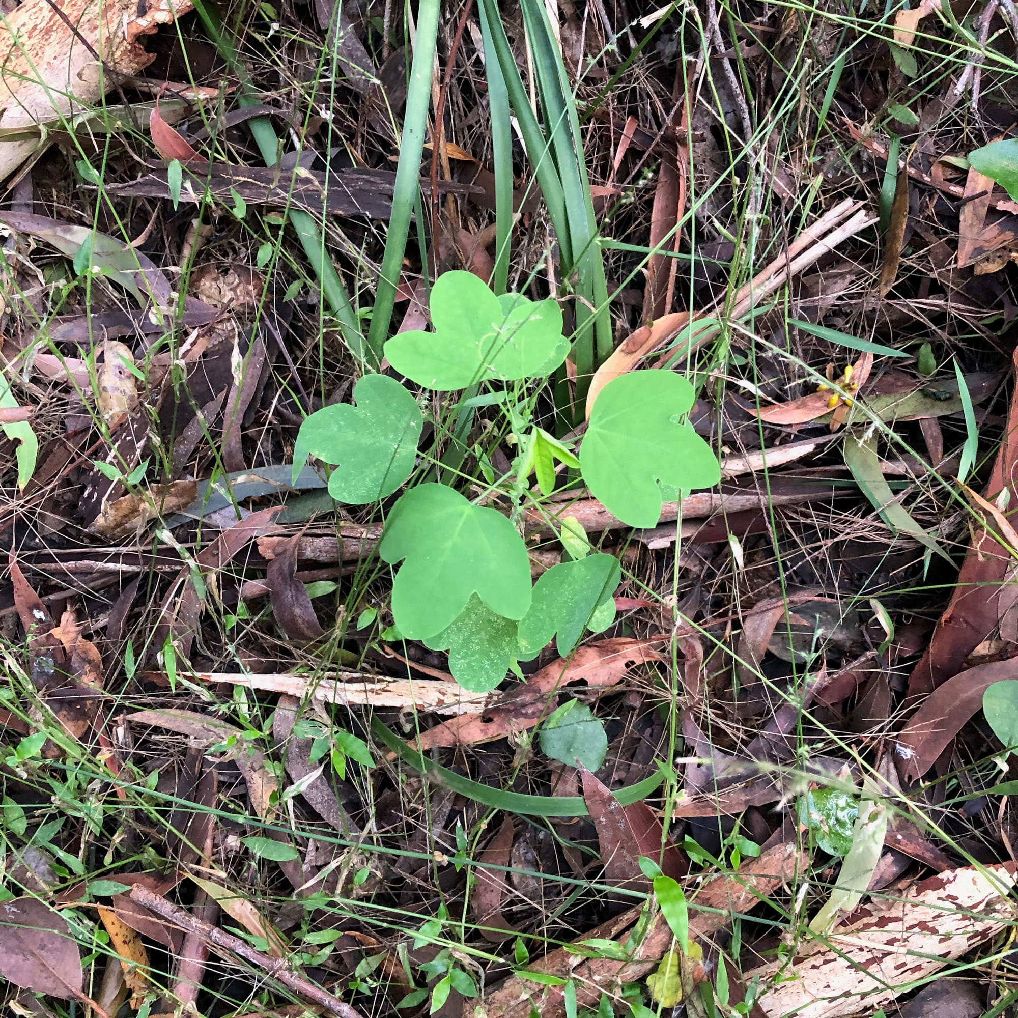Some plants, such as Passionfruit (Passiflora sp.), Tamarillo (Solanum betaceum), Loquat (Eriobotrya japonica) and even tomatoes are widely known and grown for producing tasty fruit. But they, or their rootstock, can easily escape from gardens and become a problem in bushland. Are they 'weeds' or not? Image of White Passionfruit (Passiflora subpeltata) by Emma Rooksby. 