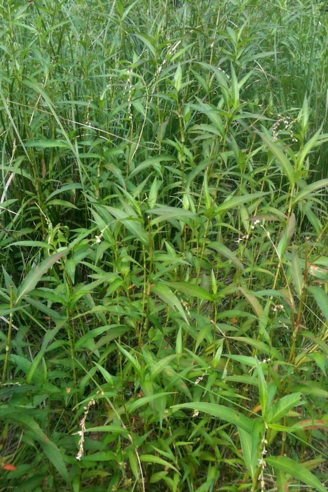You can see from the dense and spreading appearance of this plant how Slender Knotweed (Persicaria decipiens) might have earned its common name. Image by Emma Rooksby.