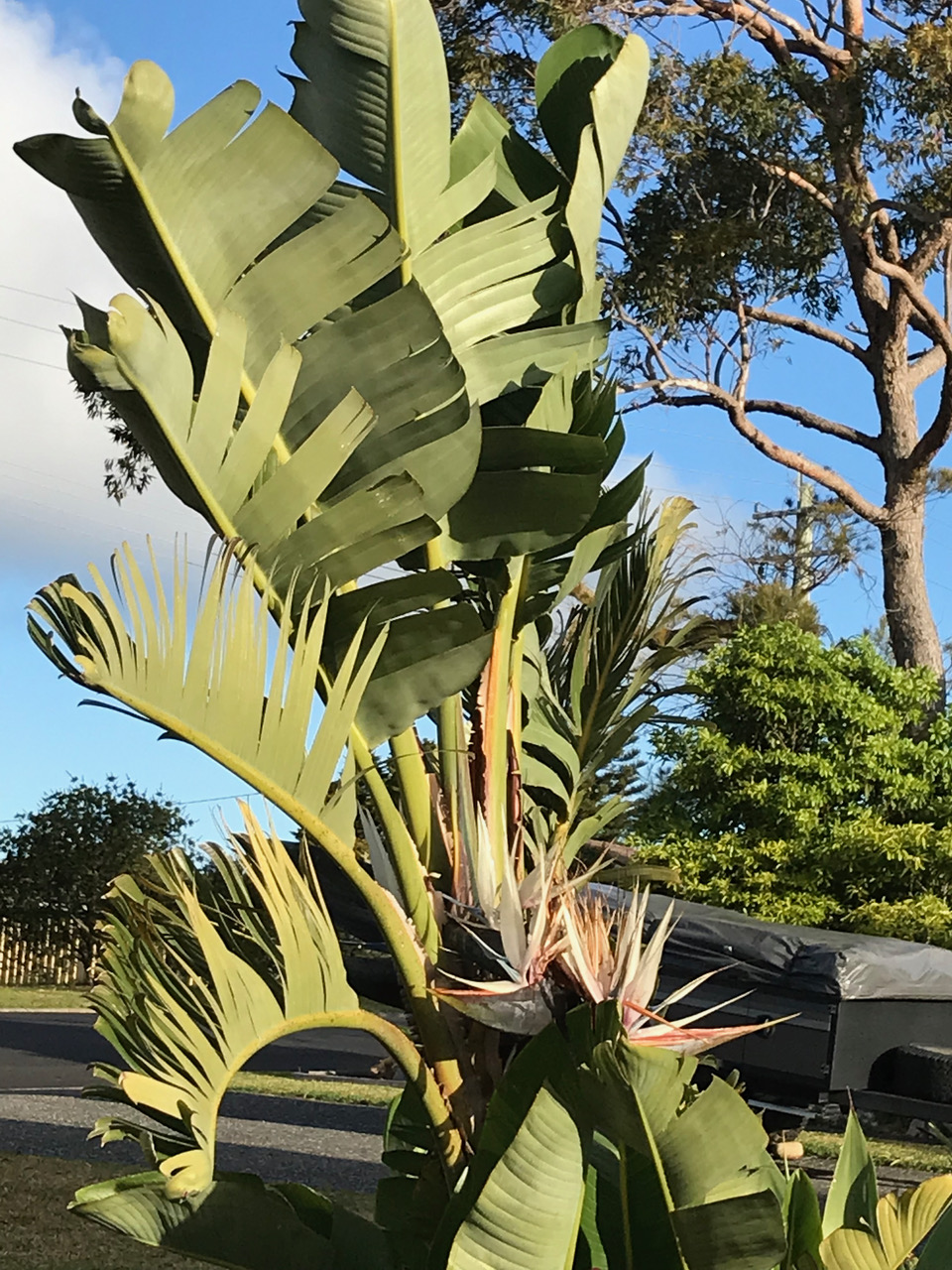 Watch out for Giant Bird of Paradise