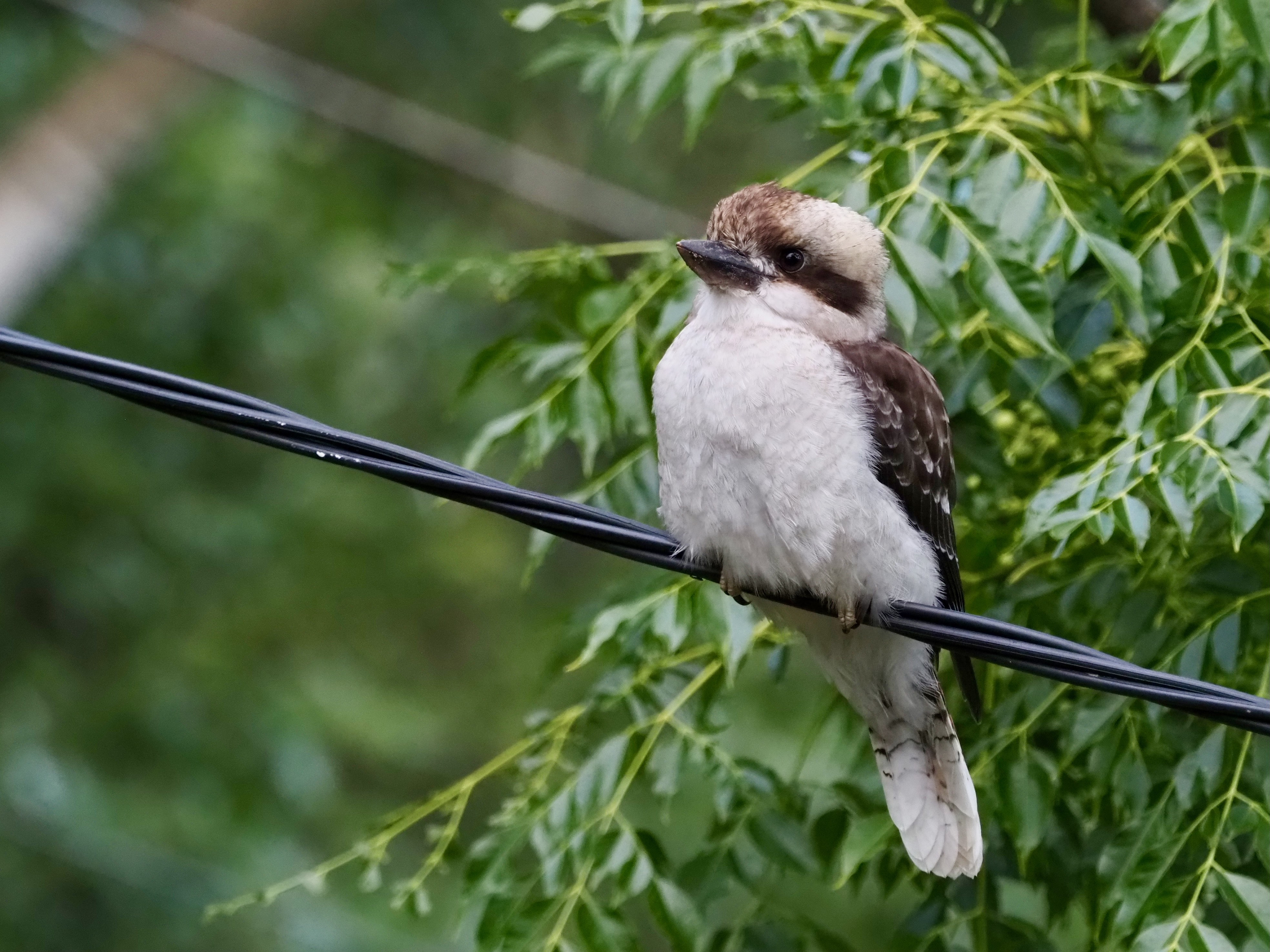 Kookabubbas abound  post image