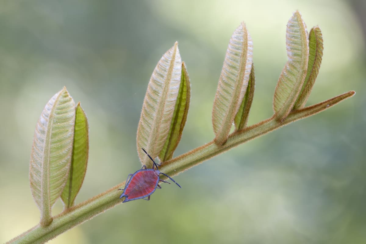 Young leaves of a Native Tamarind (Diploglottis australis) complete with Lychee Stink Bug, a common sap-sucking bug of the region. Image by Keith Horton. All rights reserved.