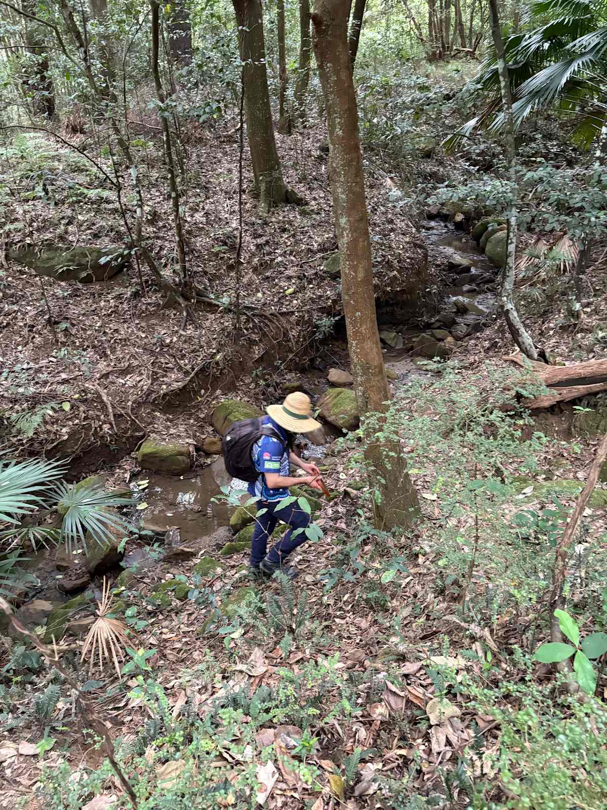 This waterway in Balgownie shows compound channel morphology. The micro-channel is visible in the centre of the image, while the surrounding slopes are within a macro-channel composed of alluvial (or taluvial) soils. Just downstream of this spot it is possible to discern the upper extent of the macro-channel. Image by Emma Rooksby.