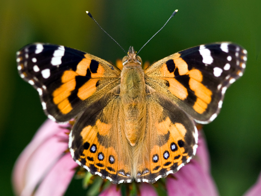 Butterflies in the garden