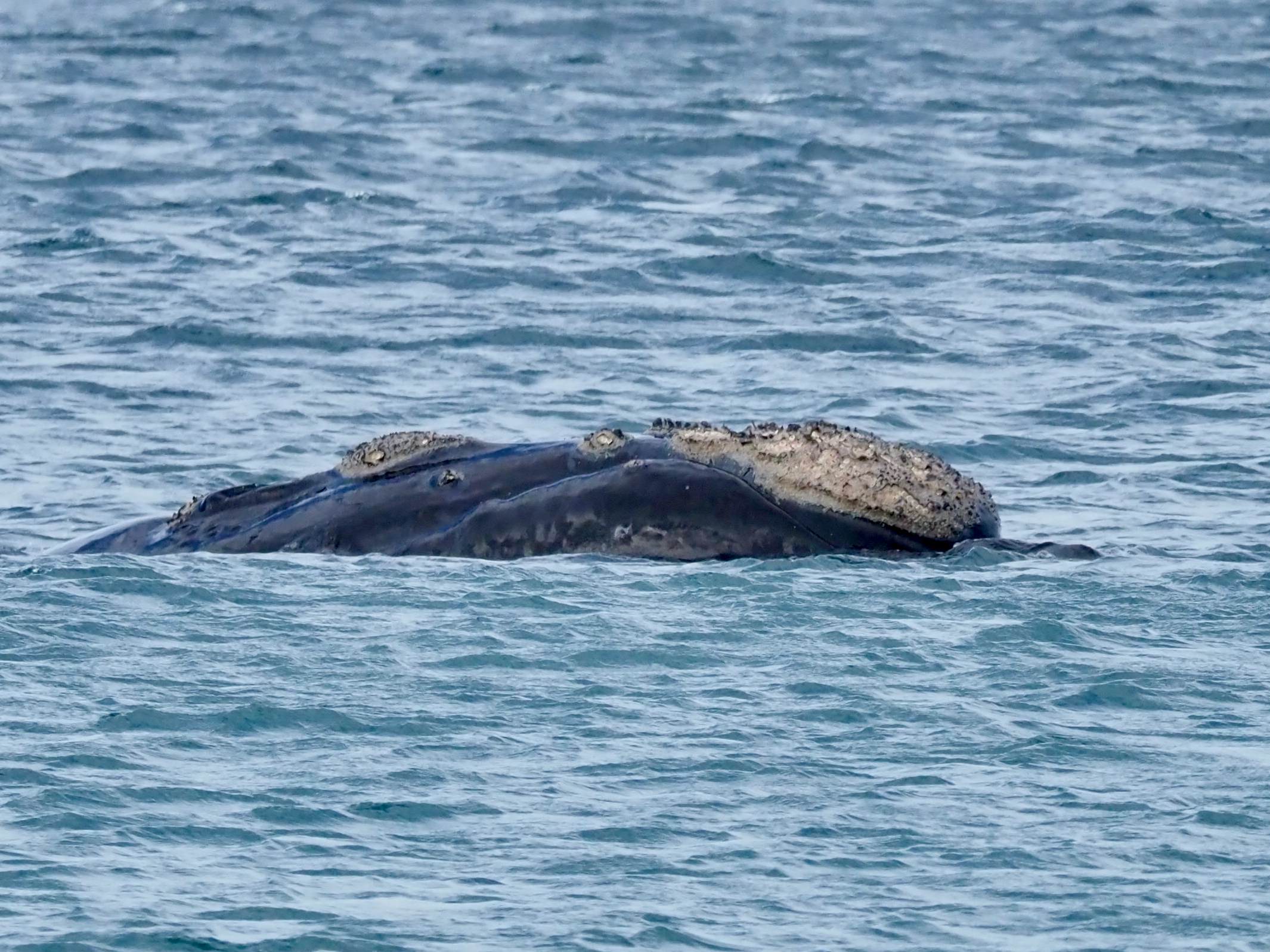 Nature Notes: look out for 'logs', buoys ahoy & sunrise shots  post image