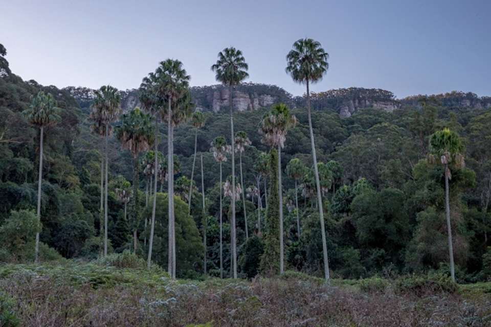 These Cabbage Tree Palms at the base of Macquarie Pass are 250 years old or older. Image by Keith Horton.