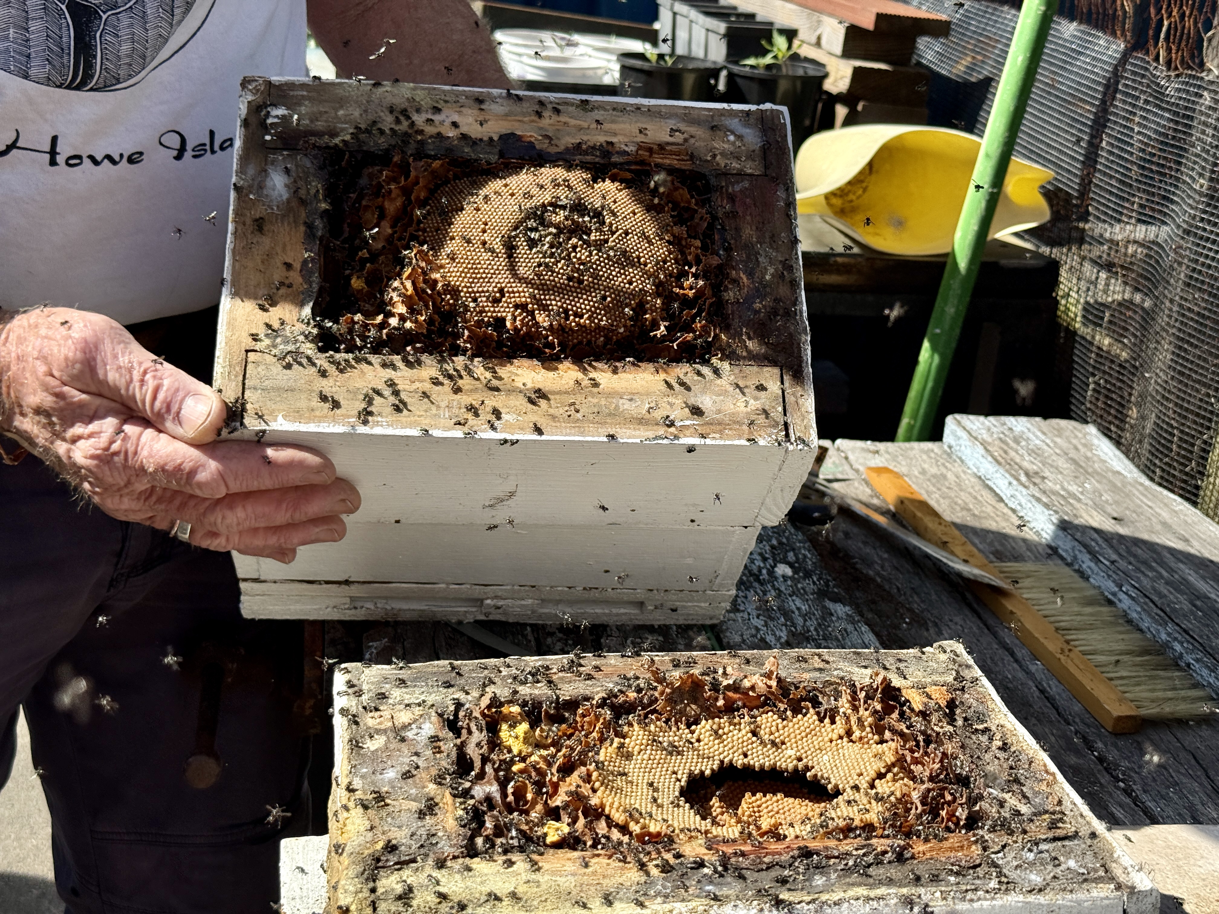Stingless beekeeper gives hive splitting demo at Thirroul Men's Shed