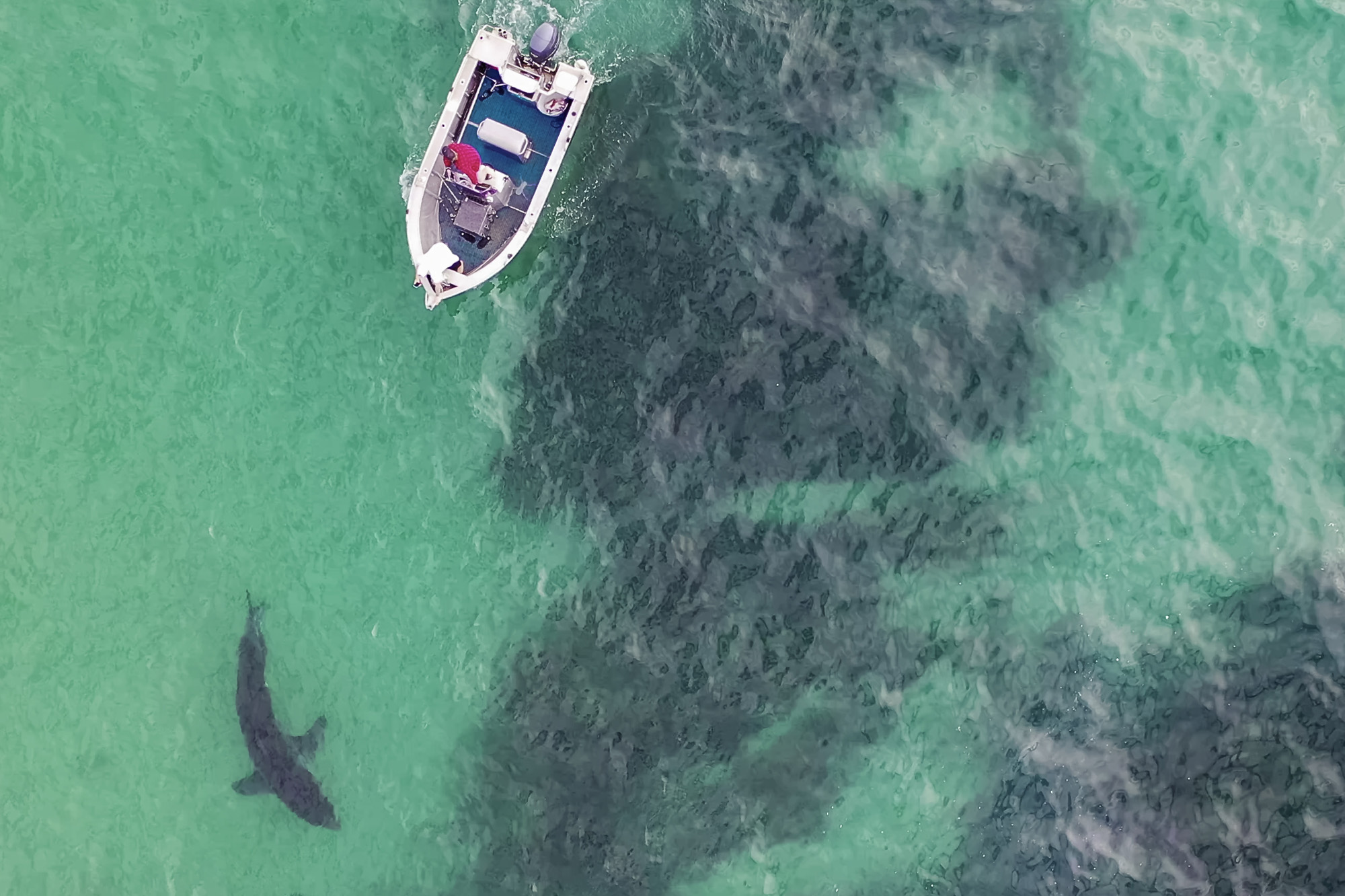 Why studying humans may be truly shark smart  post image