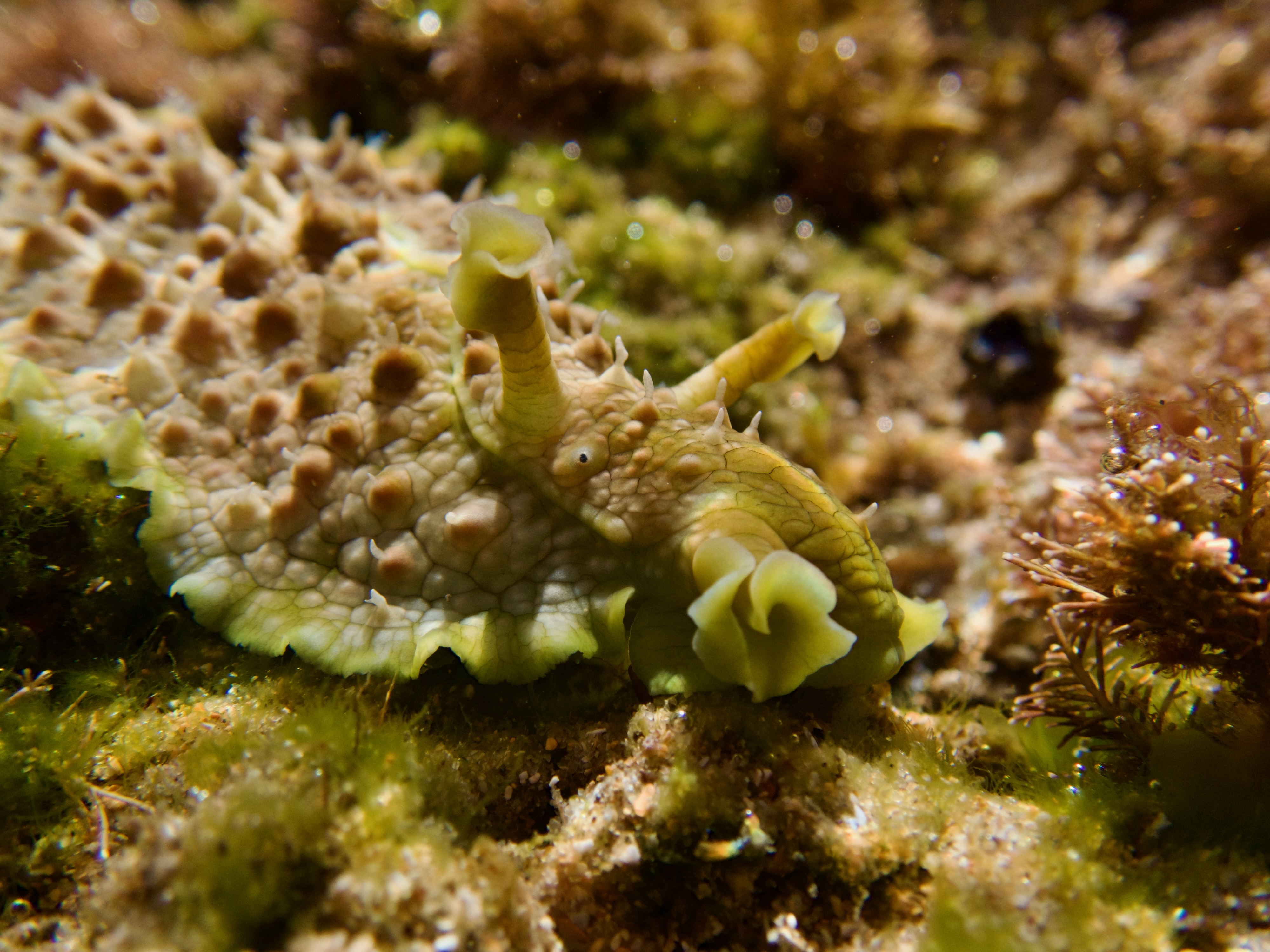 Rockpool finds: sea hare with a Shrek vibe