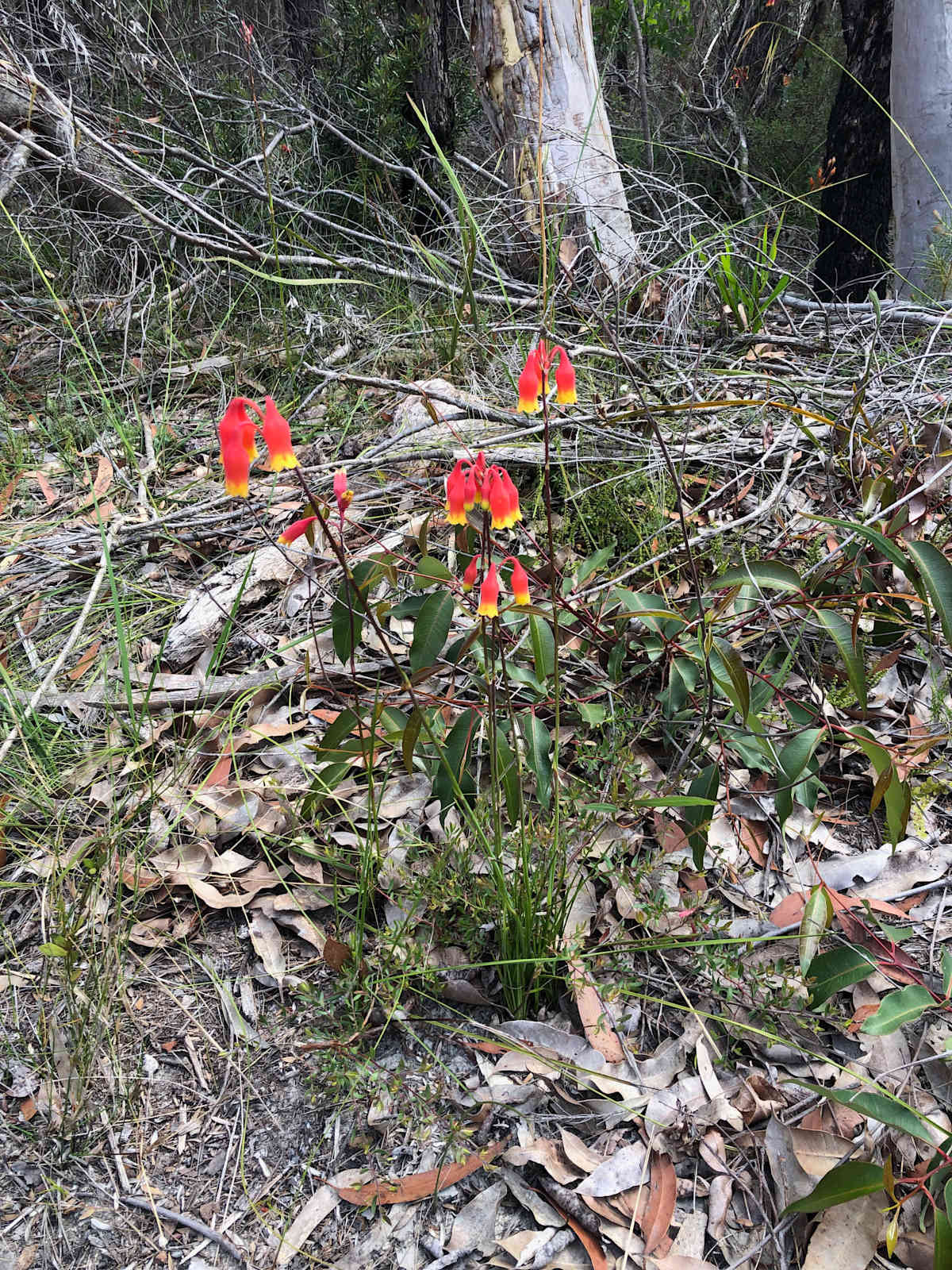 Christmas Bells (Blandfordia nobilis) is one of the most striking indigenous plants typical of coastal upland swamps. They may flower anywhere from late spring to summer. Image by Emma Rooksby. 