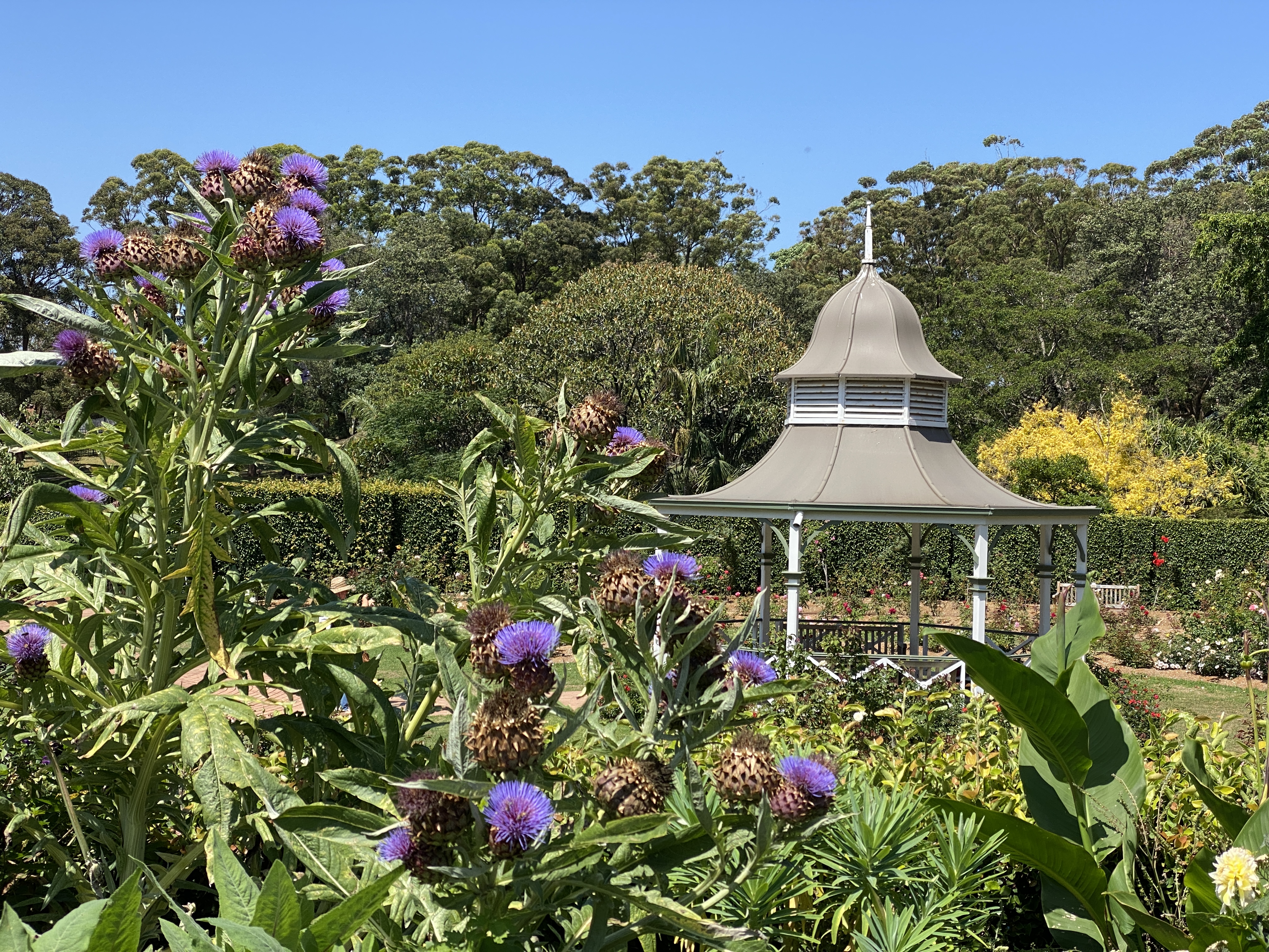 Nature Notes: starting a zoo & art outdoors  post image