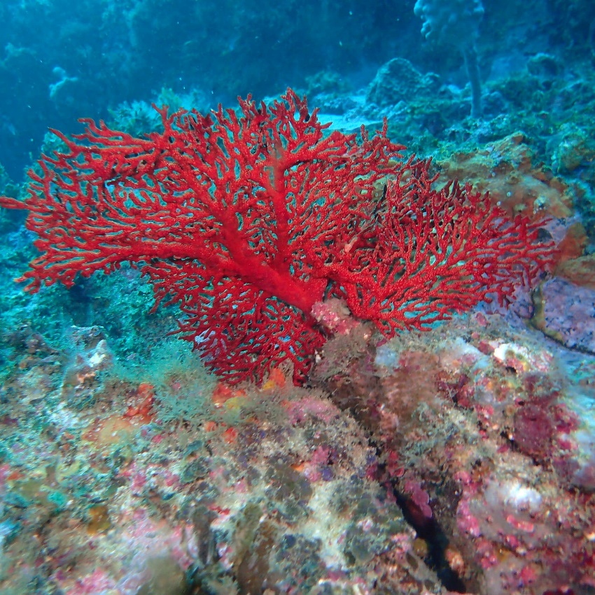 Discover the Corals of the Illawarra Coast