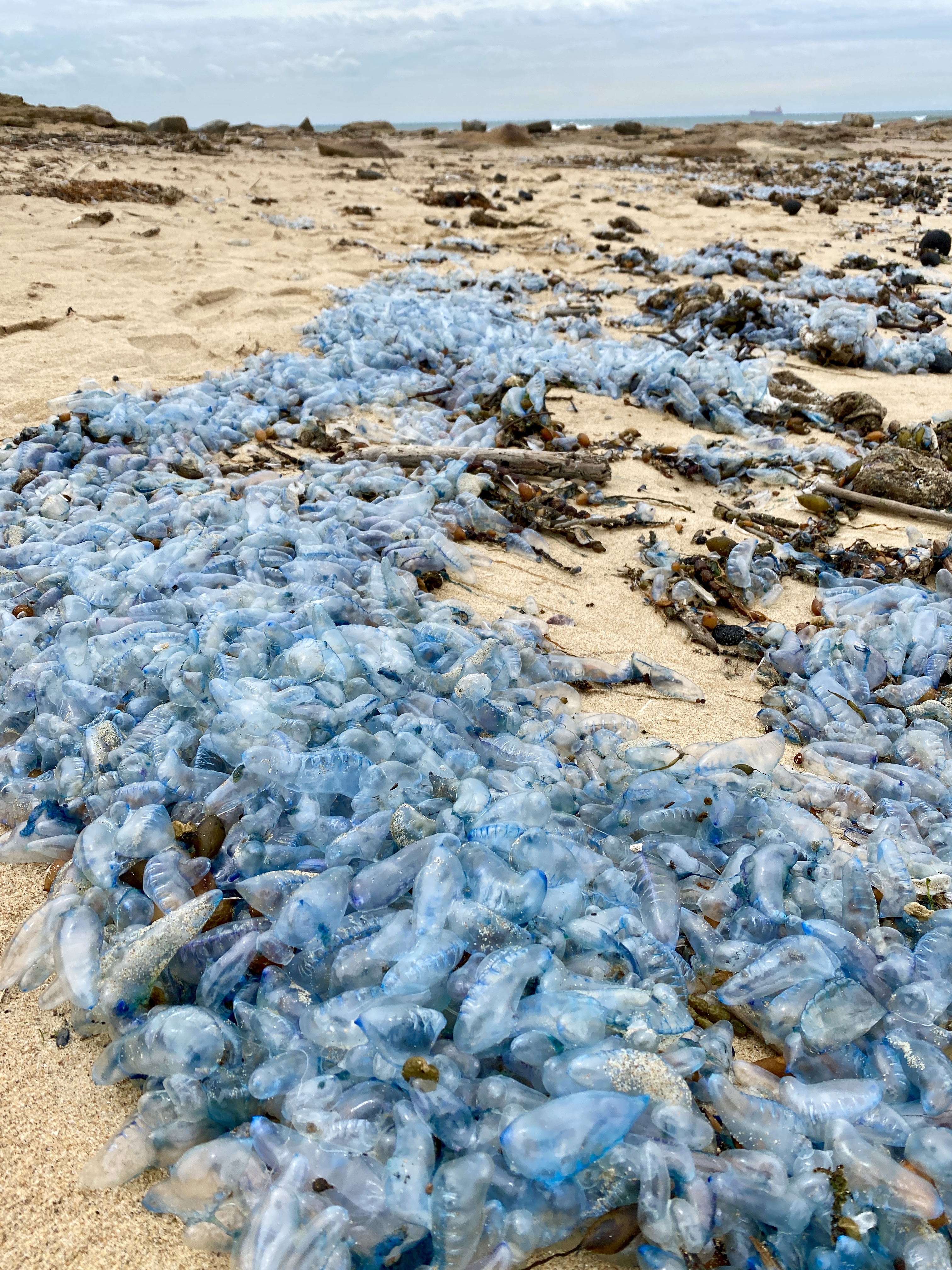 The Blue Fleet comes to town  post image