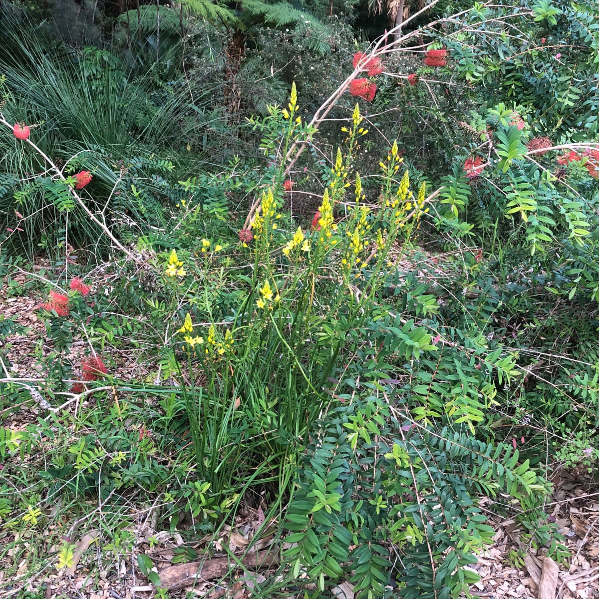 A bunch of Bulbine Lilies in a garden setting, putting out tall flower spikes to get above the surrounding vegetation. Image by Emma Rooksby.