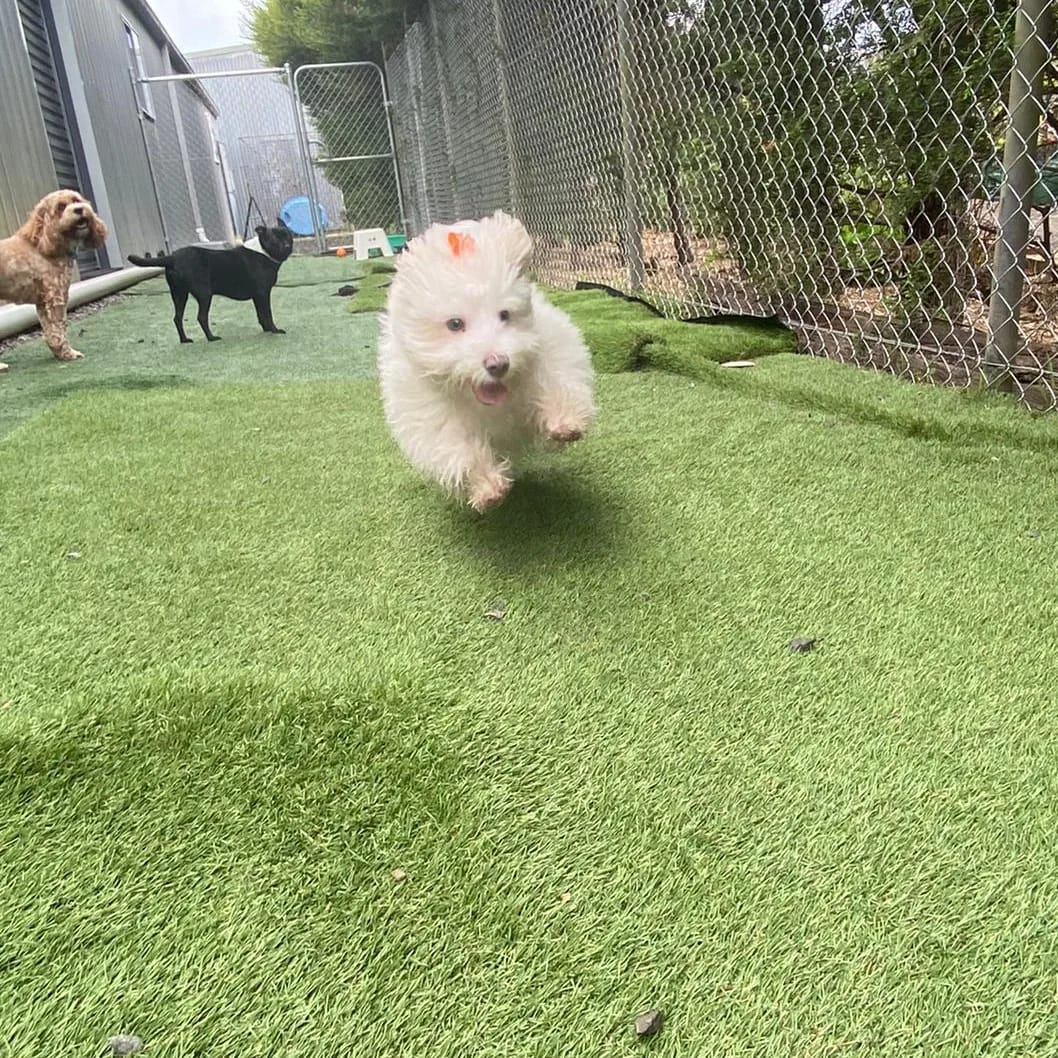 Preparing Your Children for Owning a Puppy: Expert Tips from Sonia Says Sit