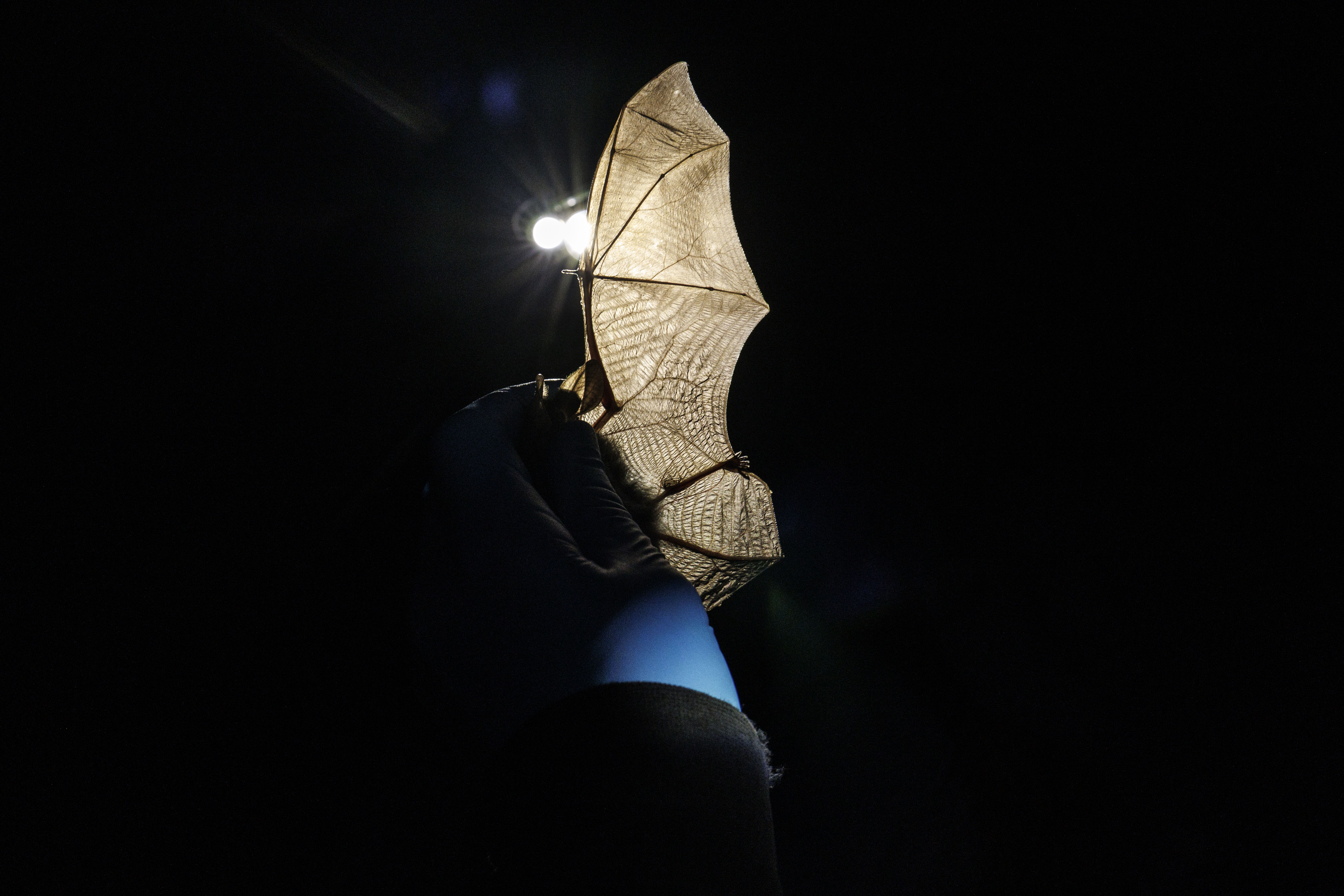 Bothered by mozzies? Here's 1000 reasons a night to love microbats