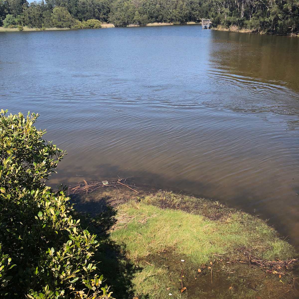 Waterways and wetlands across Illawarra are mostly highly modified or even destroyed. A few small areas remain, including at Puckeys Estate in Fairy Meadow, shown here. Image by Emma Rooksby.